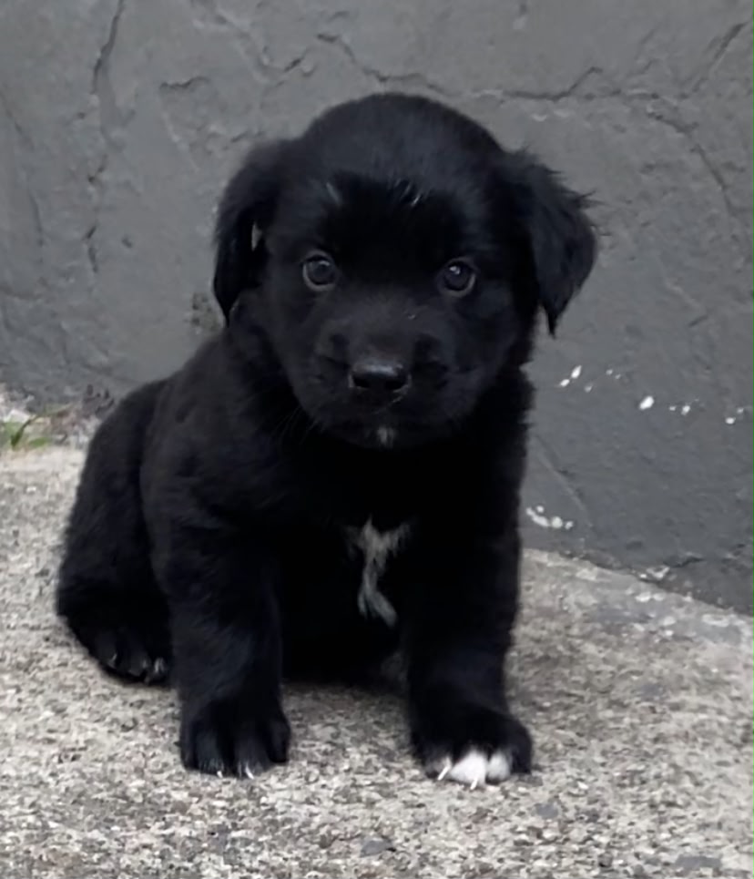 🐾 Título: Filhotes Goberian (Golden + Husky) – 1 mês e 15 dias | 1 Fêmea e 2 Machos