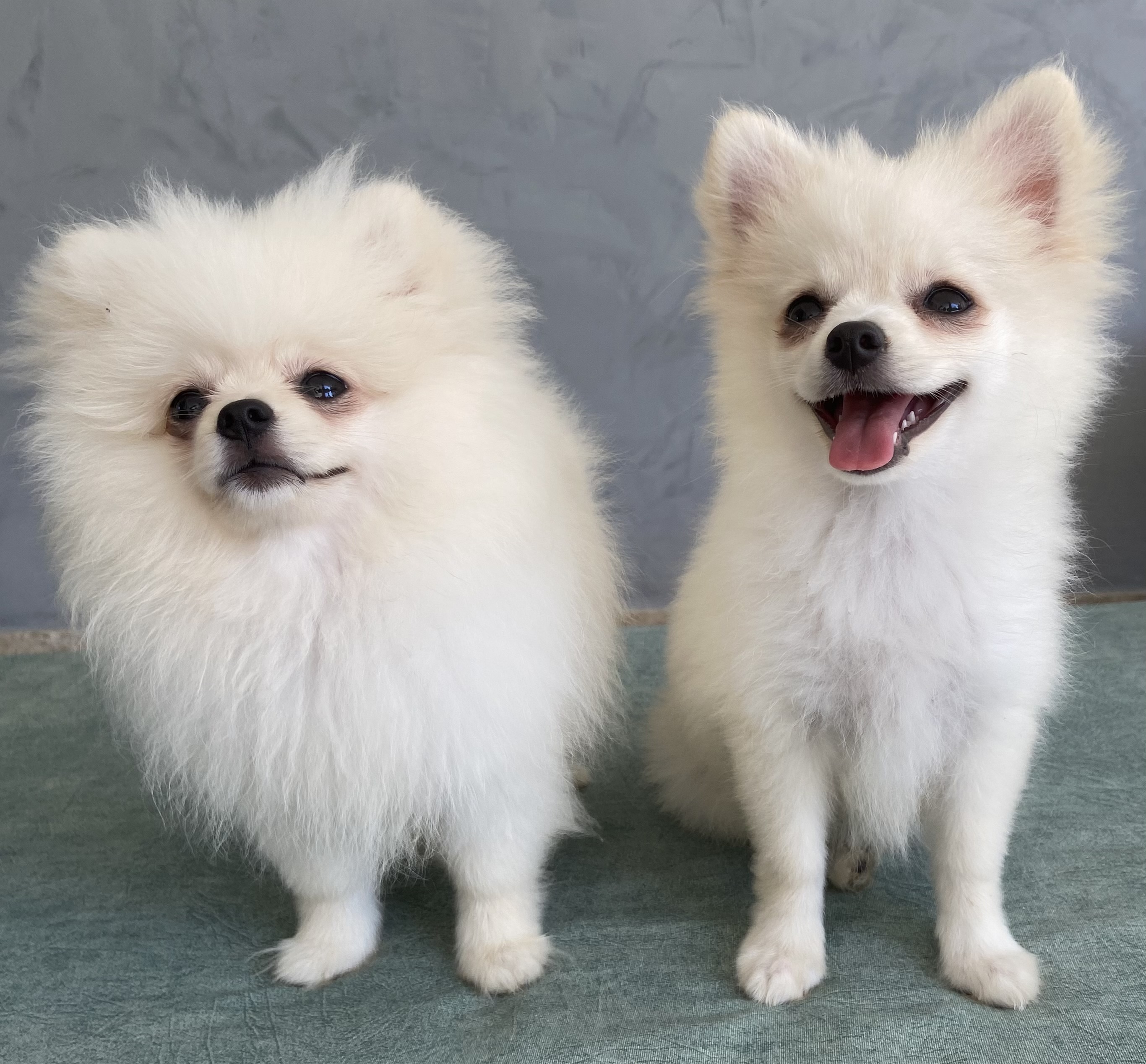 Portal Vendocão FILHOTES LULU DA POMERÂNIA LAURO DE FREITAS