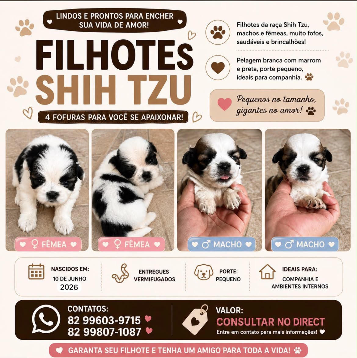 Vendo Shihtzus - Foto 1