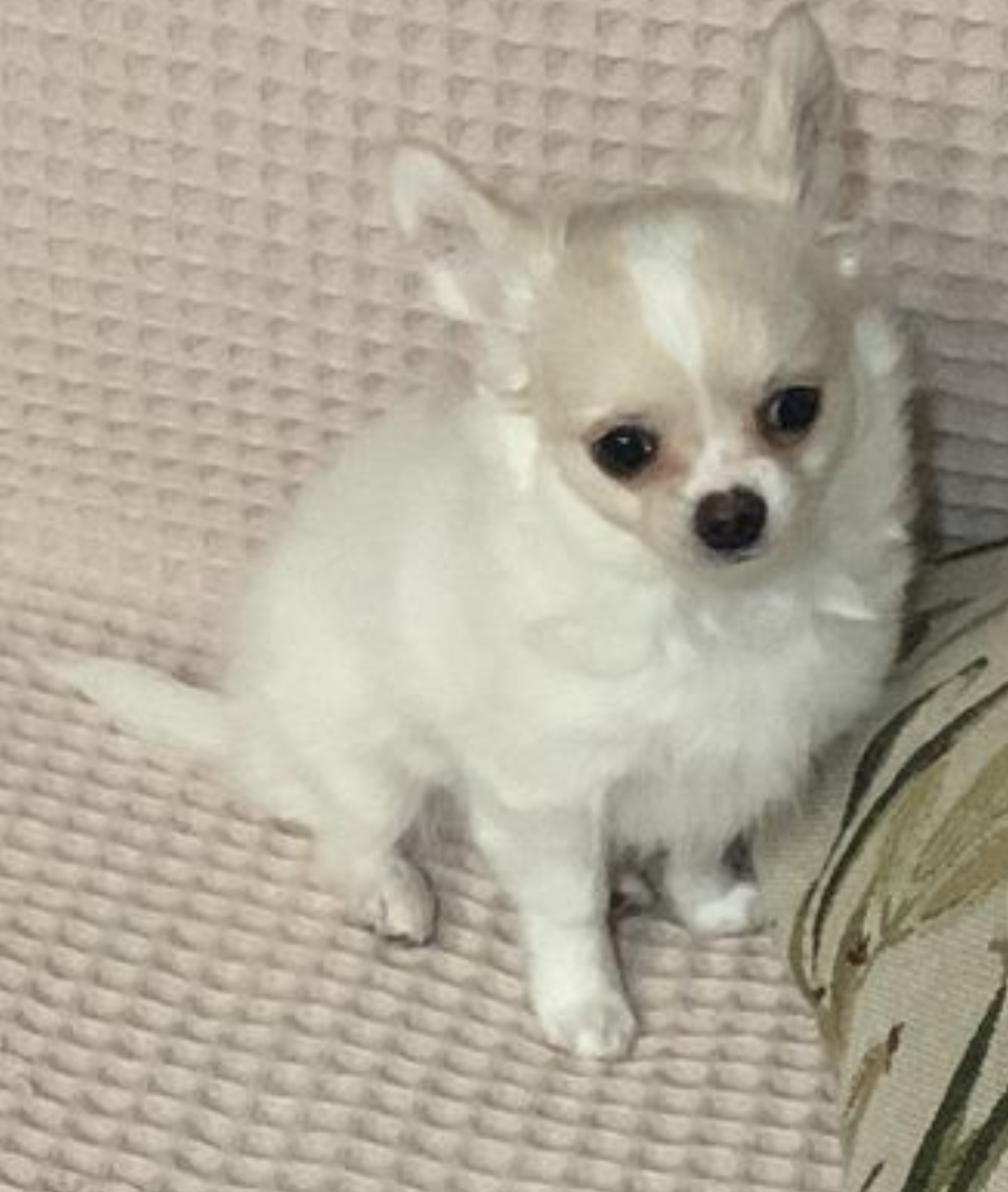 Portal Vendocão Chihuahua branco pelo longo pedigree  Brasília 