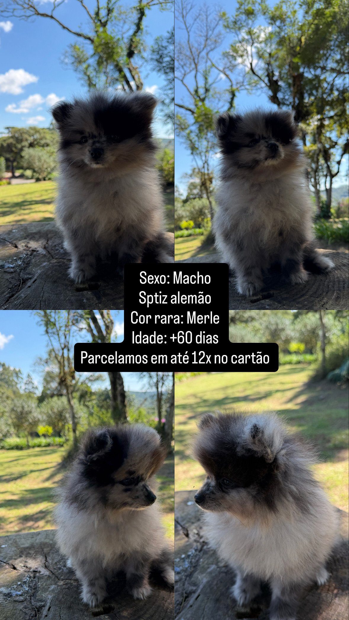 Filhotes Sptiz alemão/Lulu da pomerania  - Foto 1