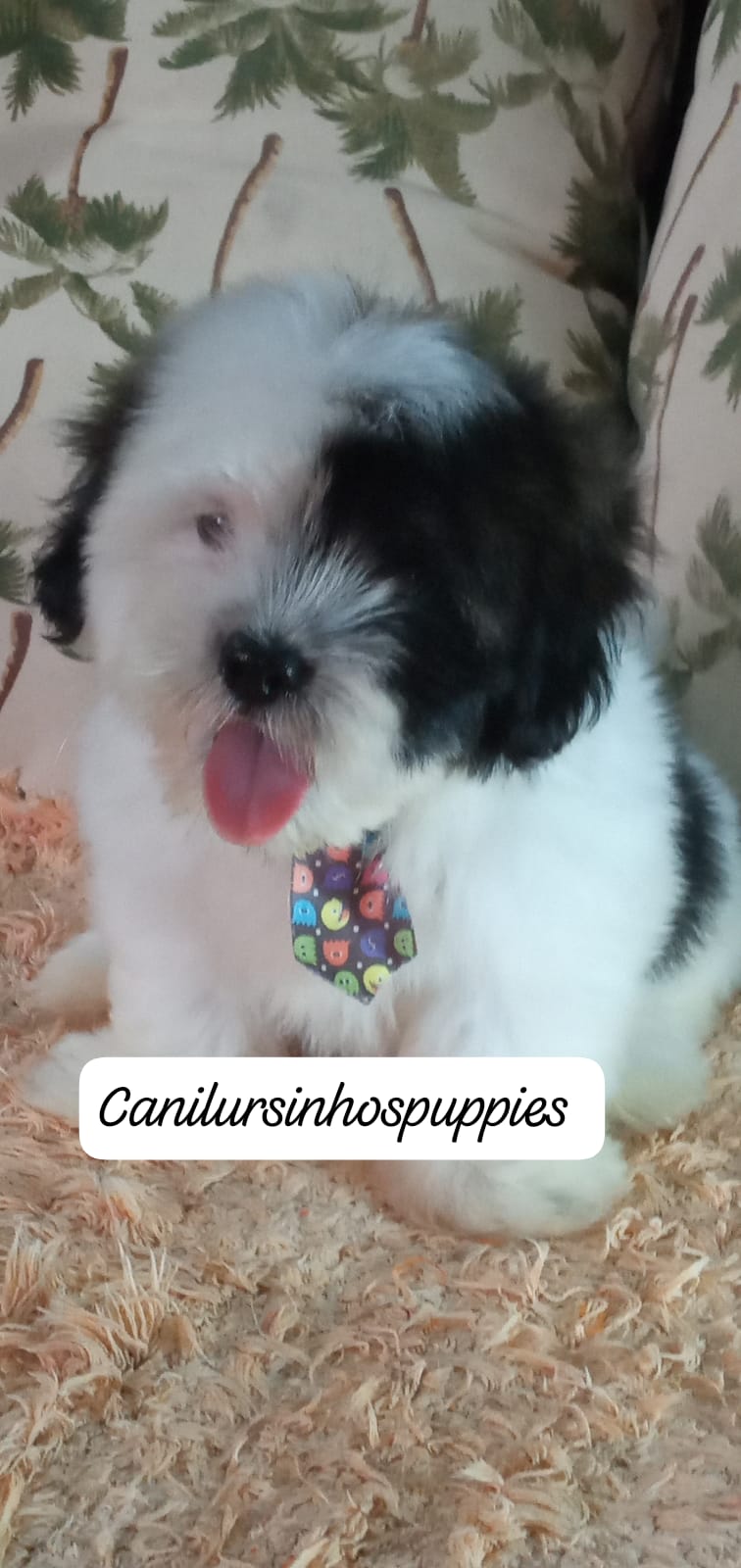 Lhasa Apso - Foto 2