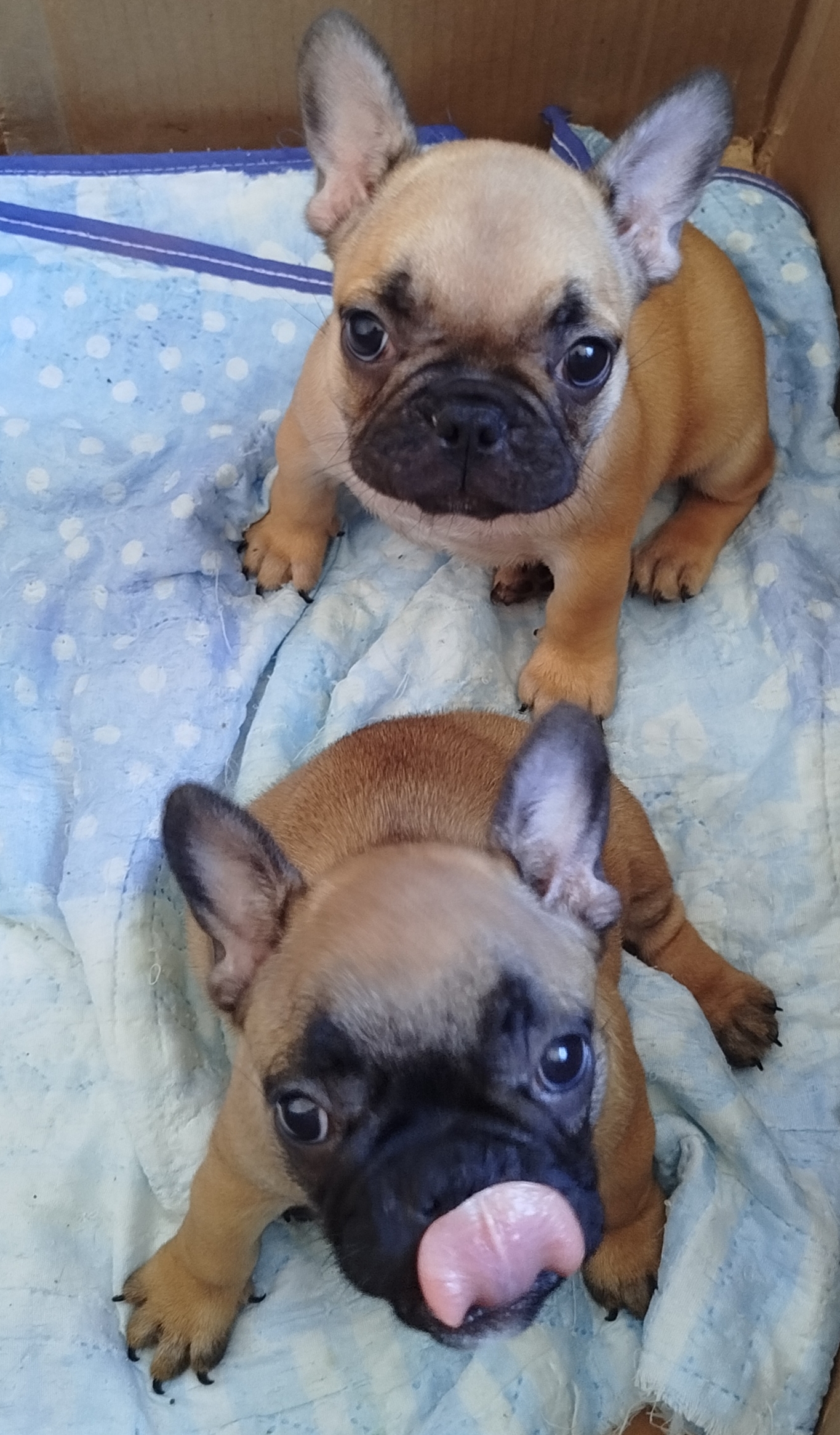 Lindas filhotes de Bulldogue Francês  - Foto 5