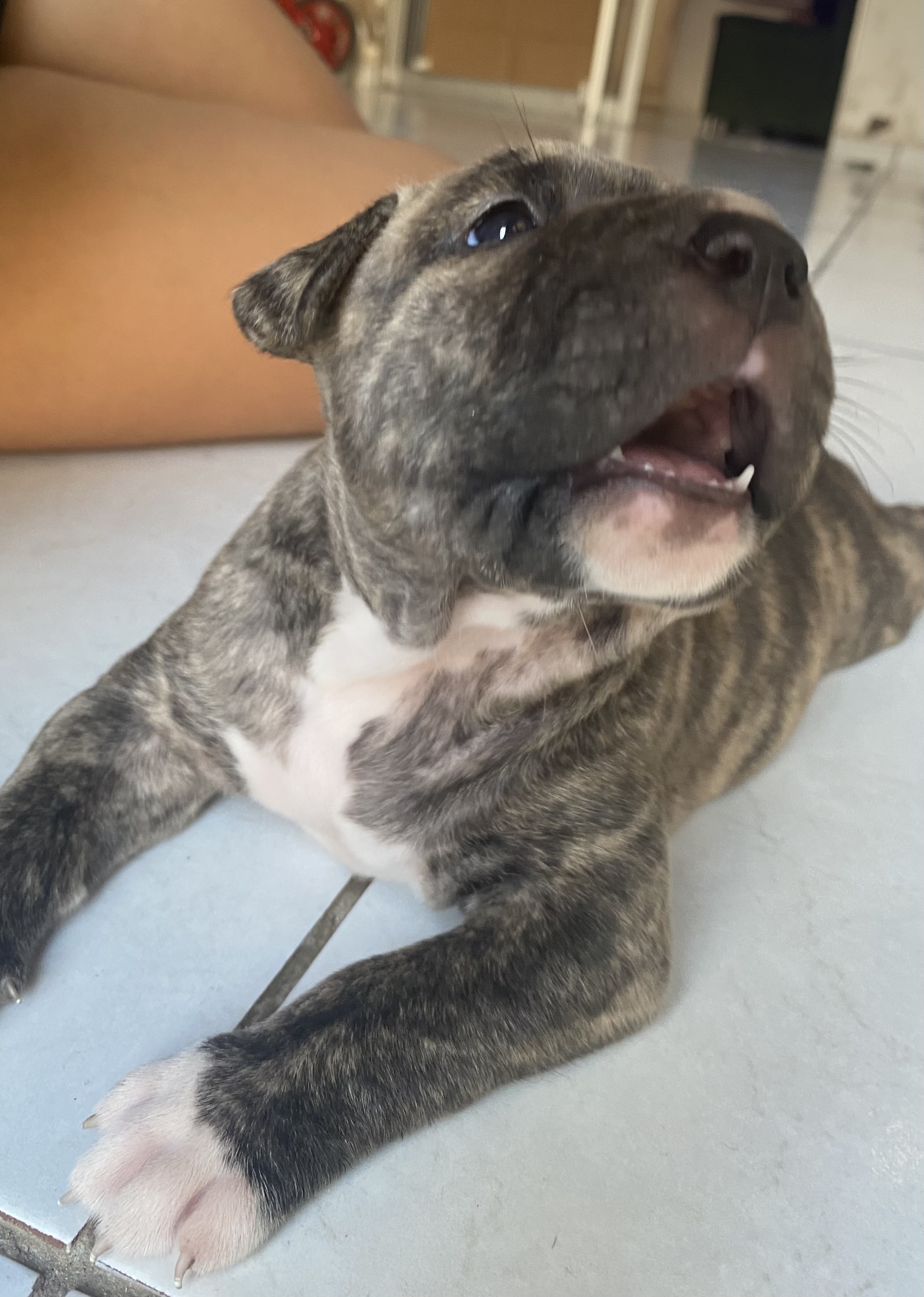 Portal Vendocão Vendo filhote fêmea de pitbull Paço do Lumiar