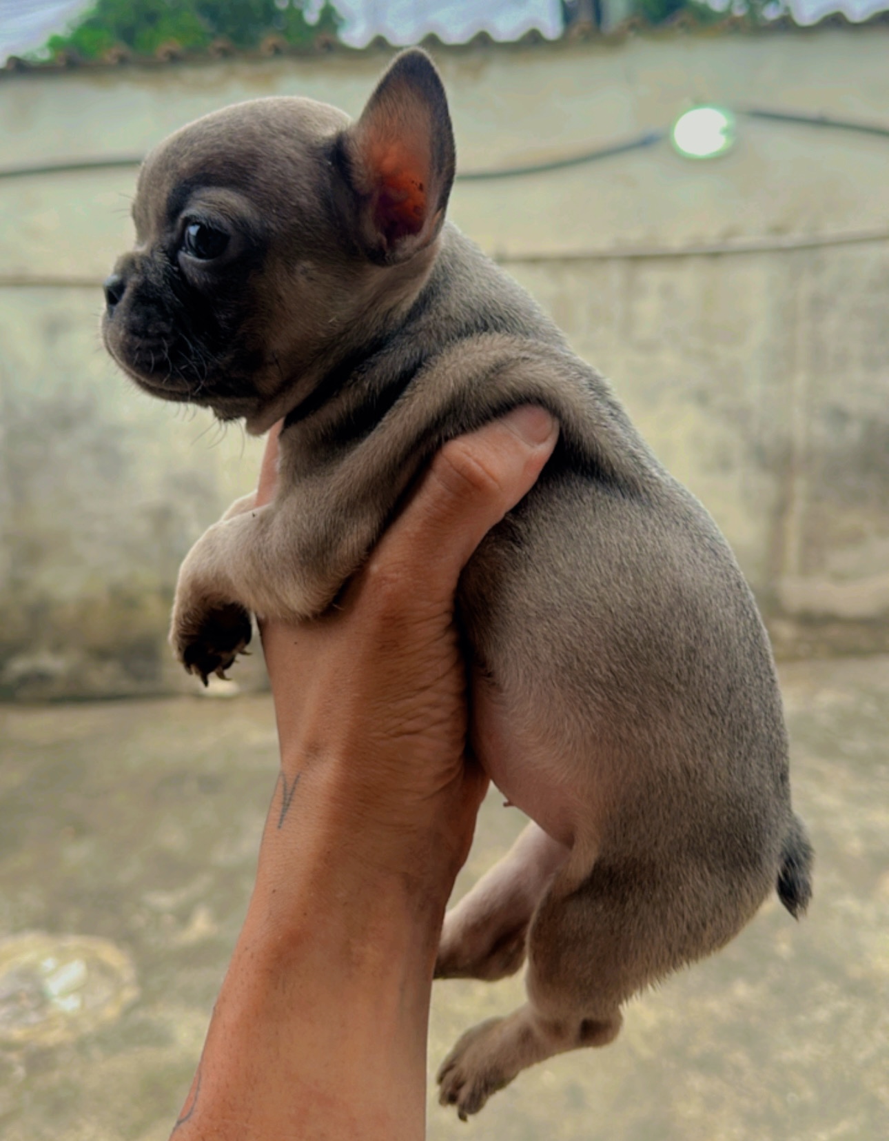 filhotes de Buldogue Francês Duque de Caxias 