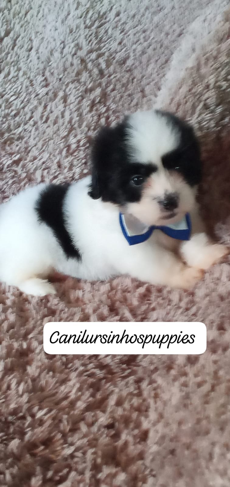 lhasa apso #canilursinhospuppies garanta já o seu ! - Foto 4