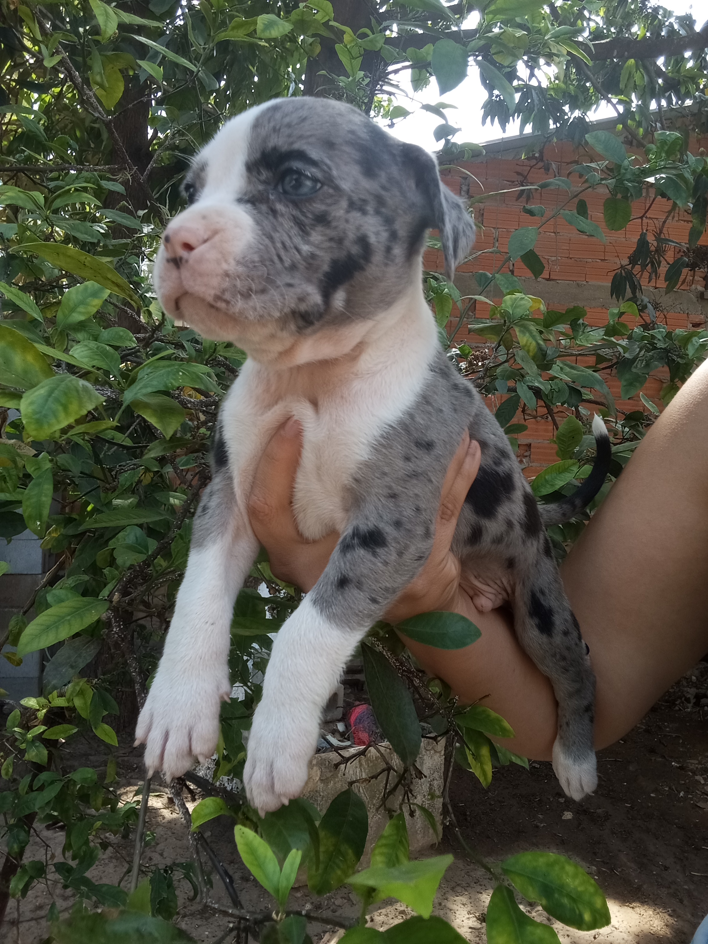 Portal Vendocão Filhotes de Pitmonster  Campinas