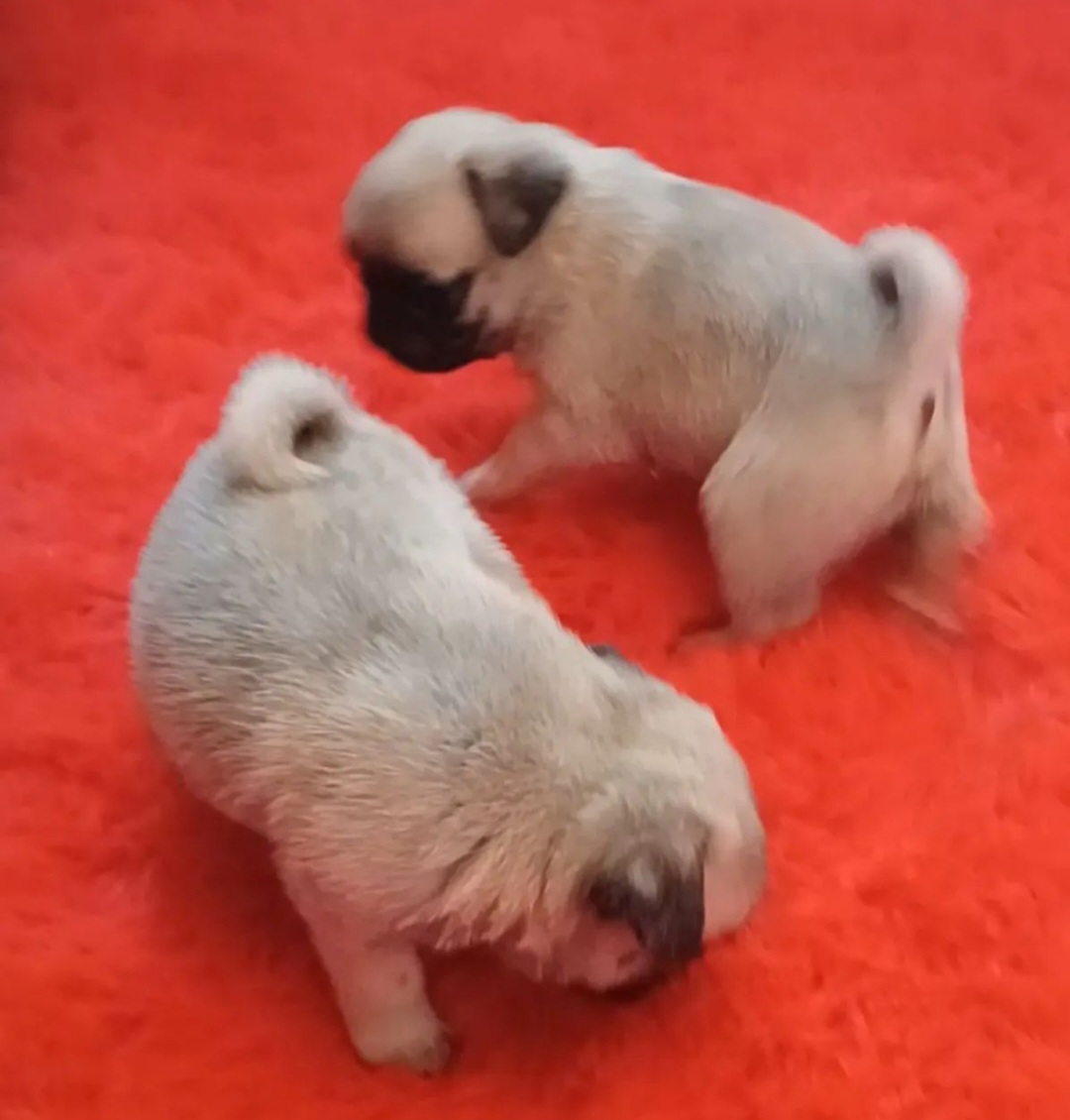 Portal Vendocão Filhotes de Pug Mini Matão 
