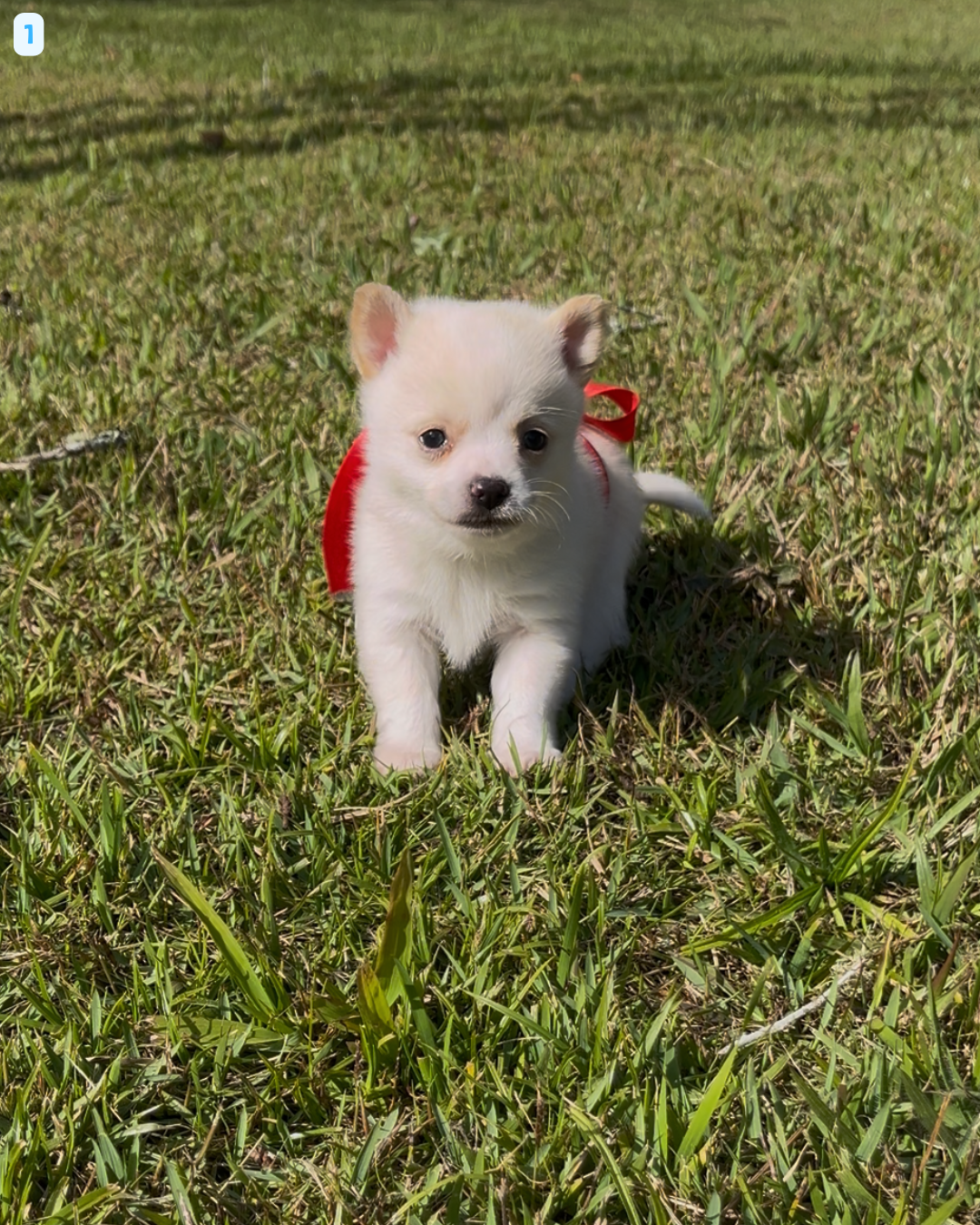 Portal Vendocão Filhote de Chihuahua Macho Pelo Curto. Suzano, mas entrego!