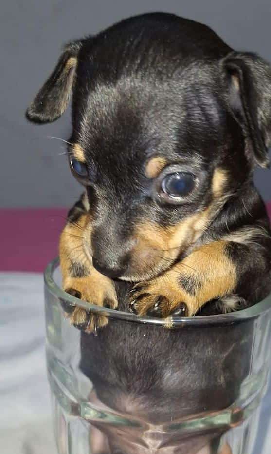 Portal Vendocão Pinscher  Recife 