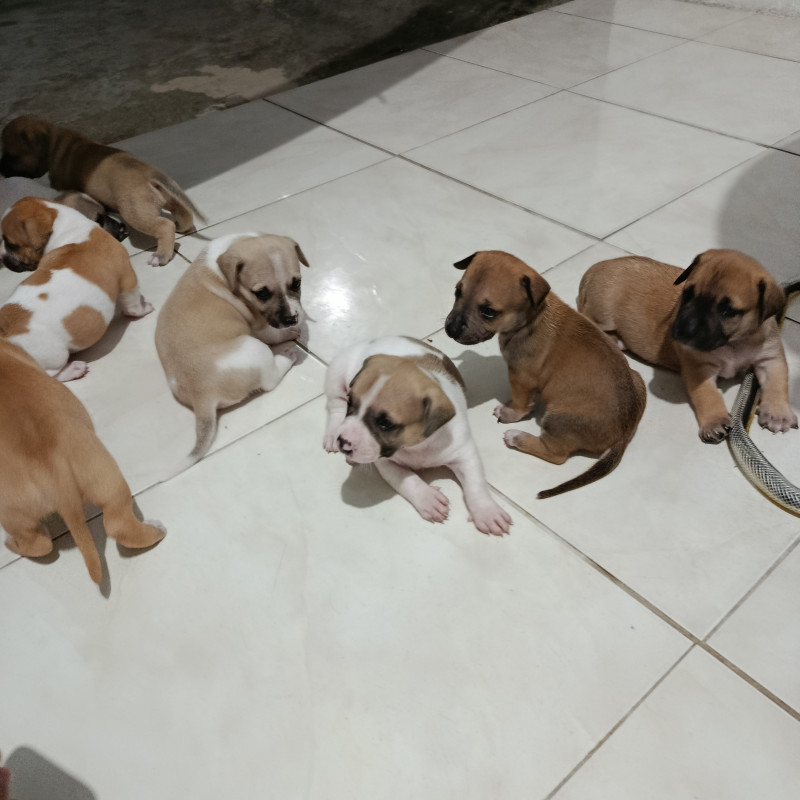 Filhotes pitbull com vira lata - Foto 3