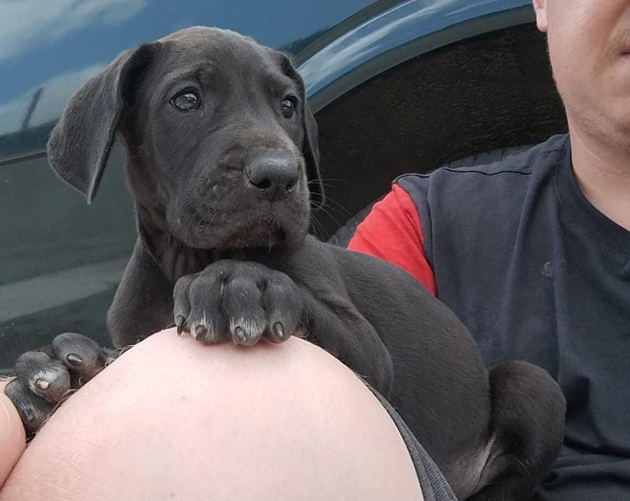 Dogue Alemão Preto de Azul Disponível 