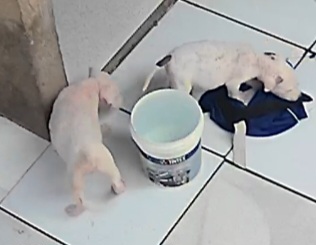 Portal Vendocão Pitbull APBT Santarém