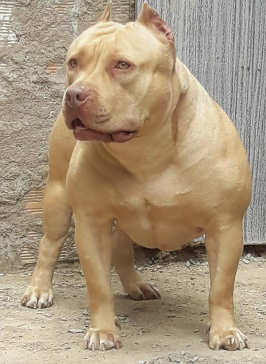 Portal Vendocão Pitmonster de 1 ano e 4 meses  Lagoa Santa 