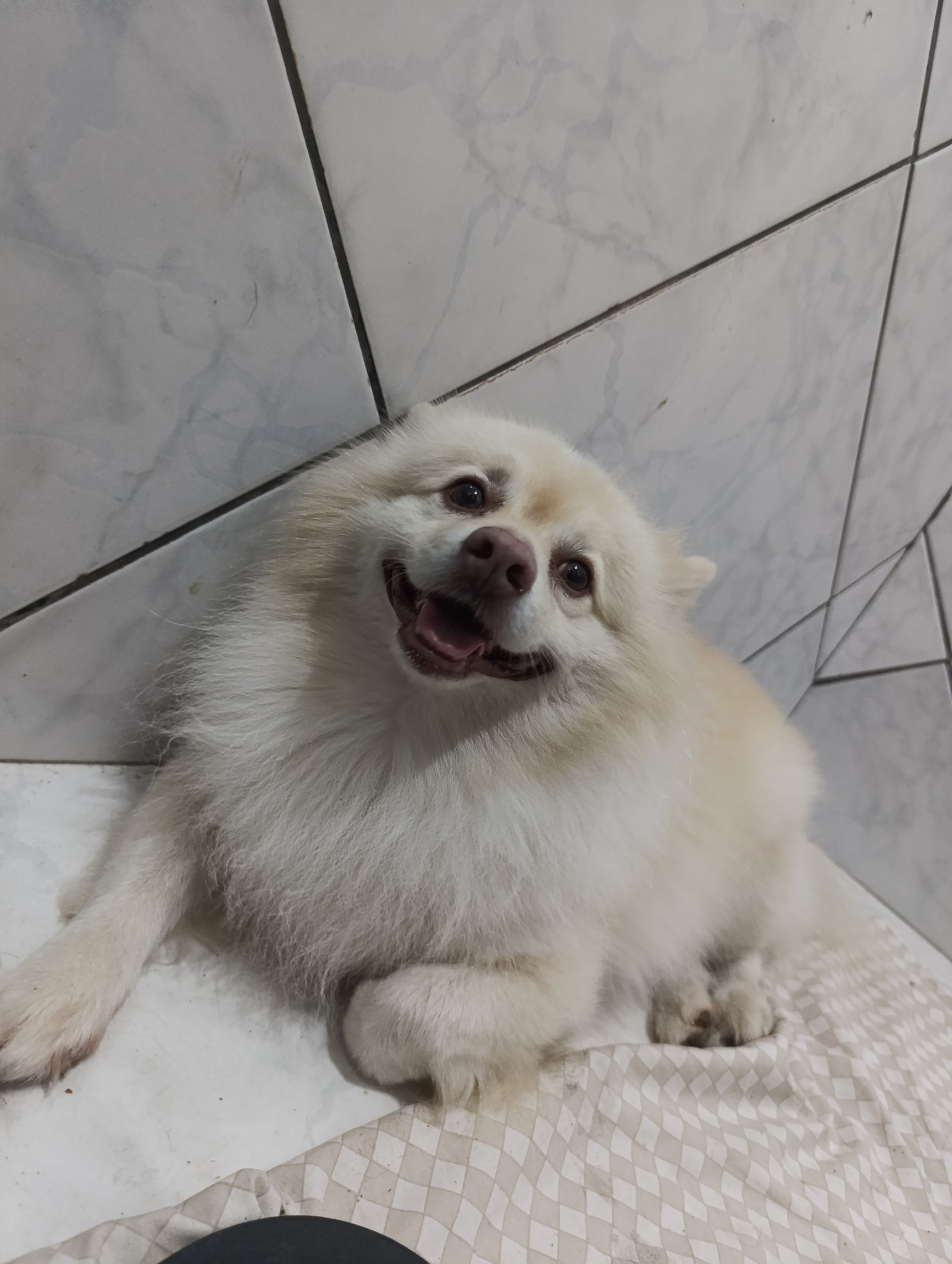 Spitz alemão adulto
