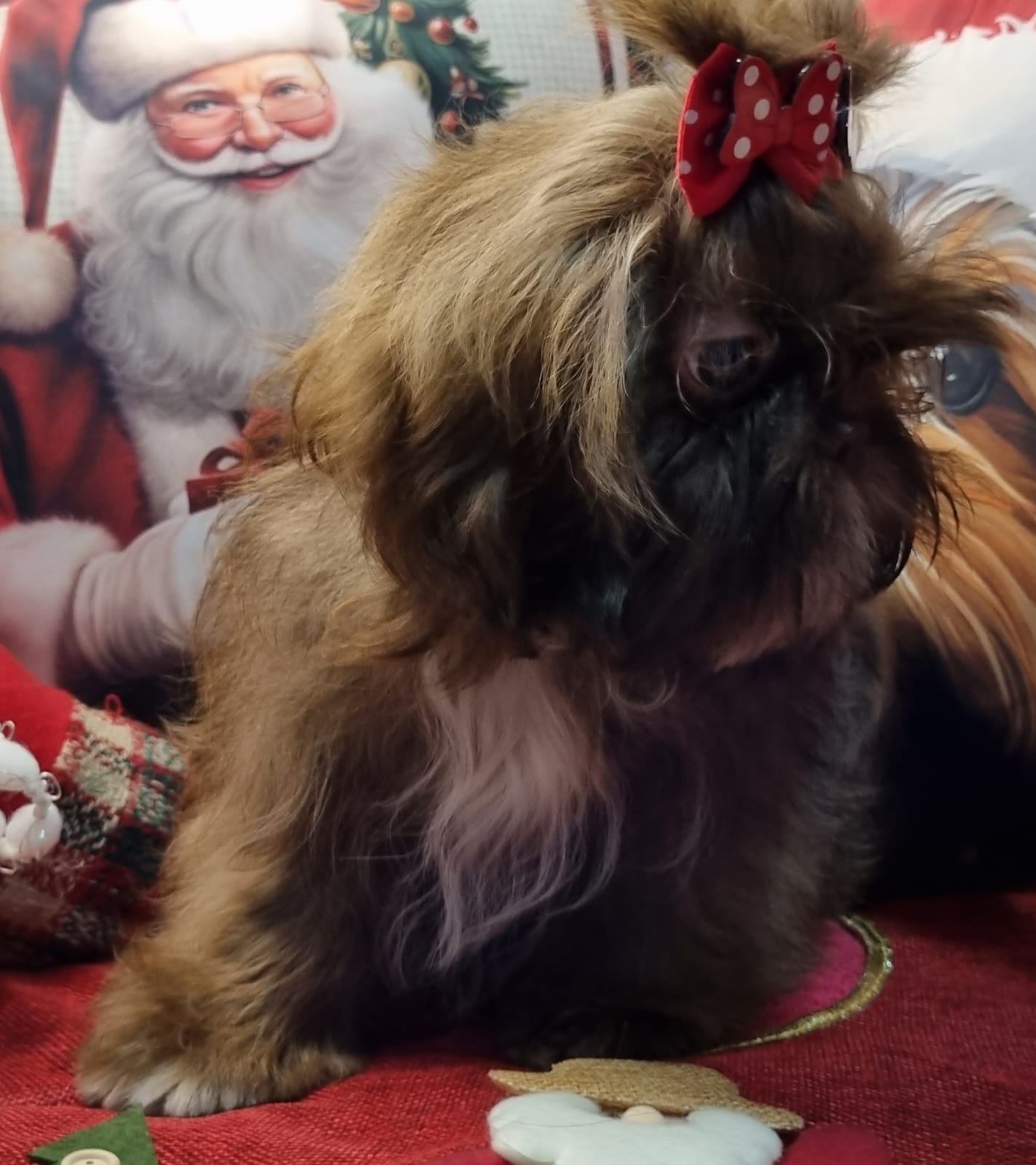 Portal Vendocão Shihtzu Fêmeas Linhagem chocolate  curitiba