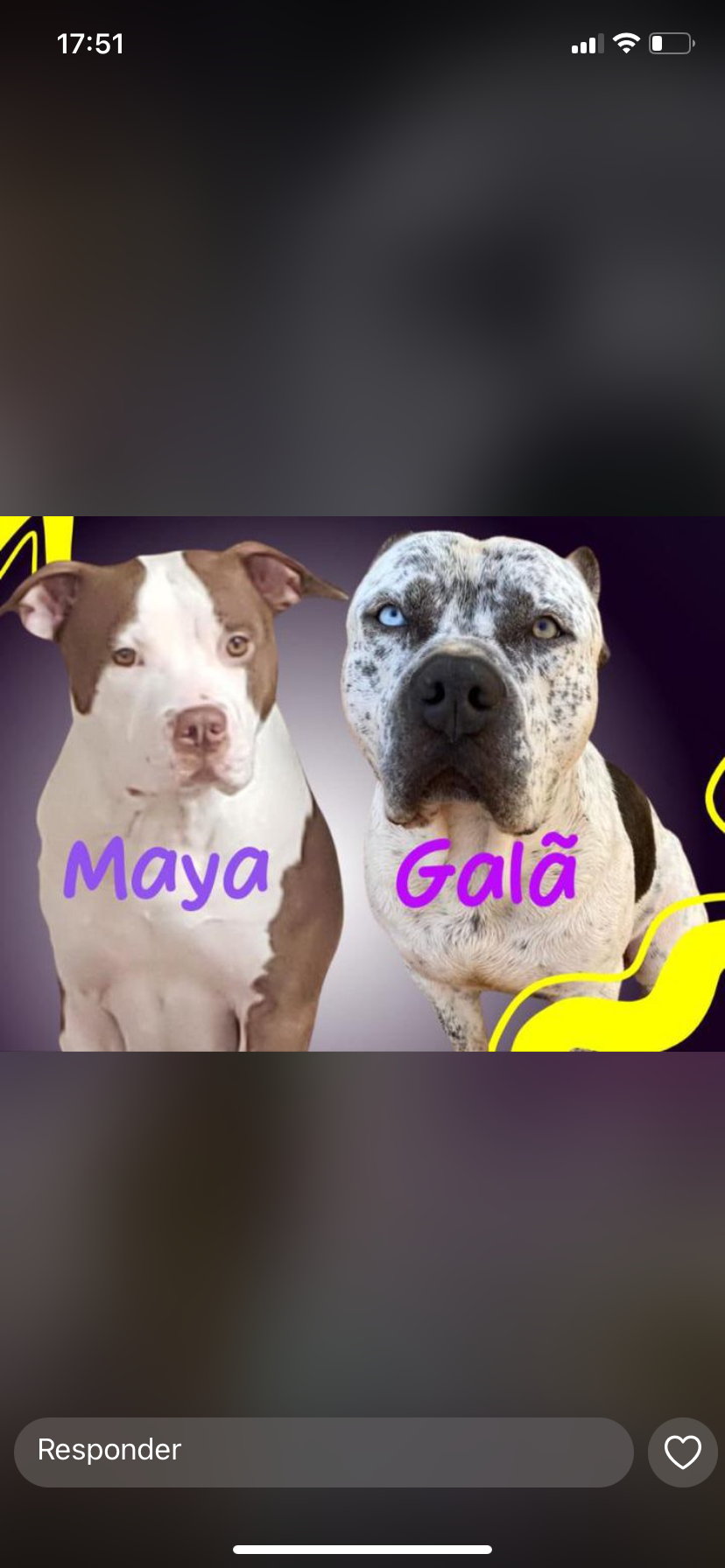 Portal Vendocão Duas fêmeas de Pitmonster  São Paulo