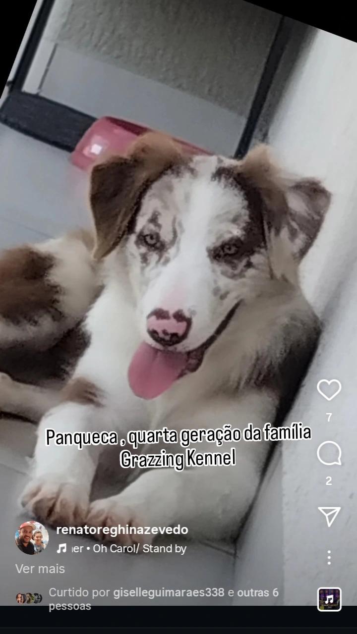 Portal Vendocão Venda de filhotes Border Collie  Umuarama 
