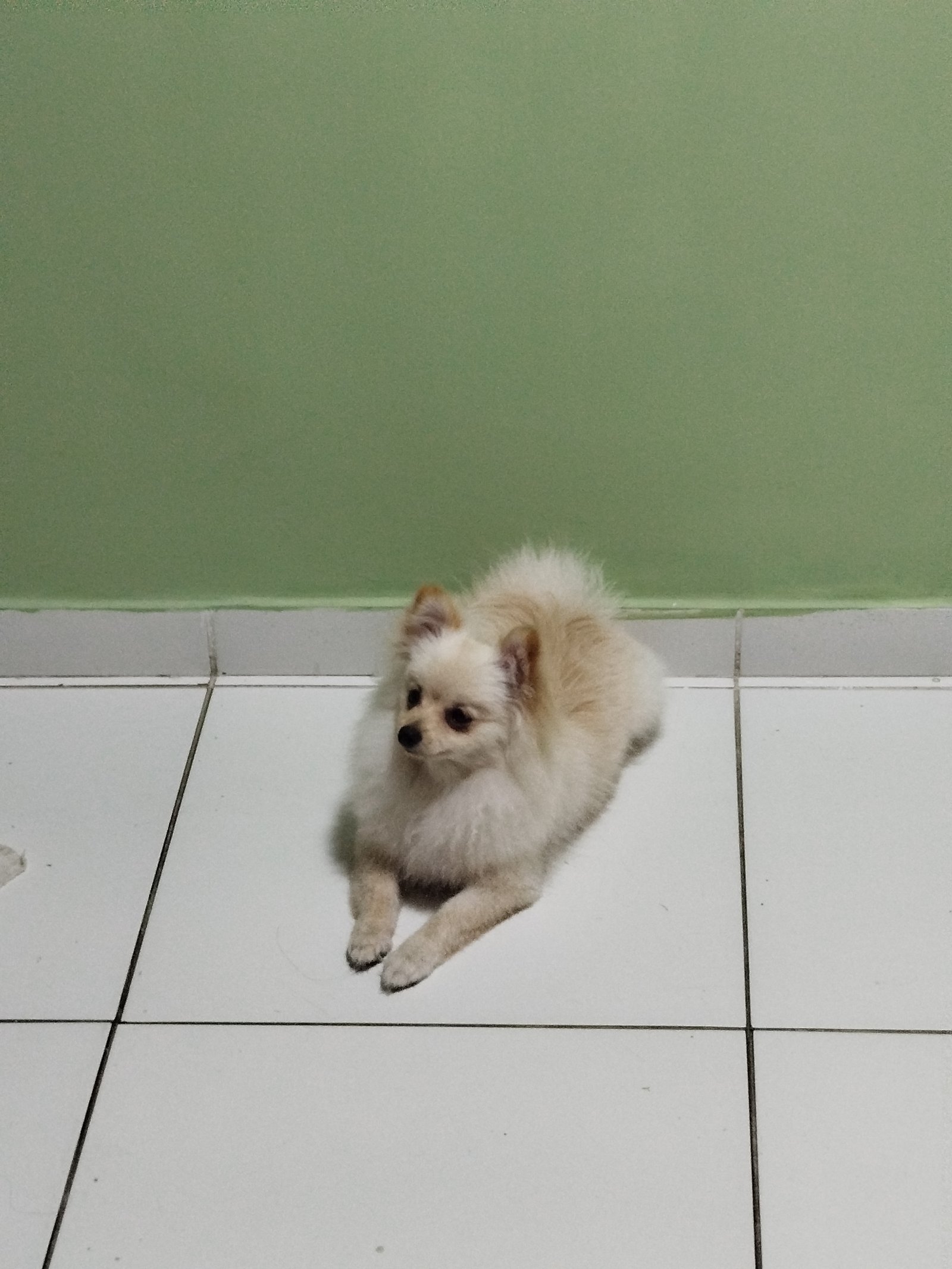 Duas Spitz alemão  - Foto 1