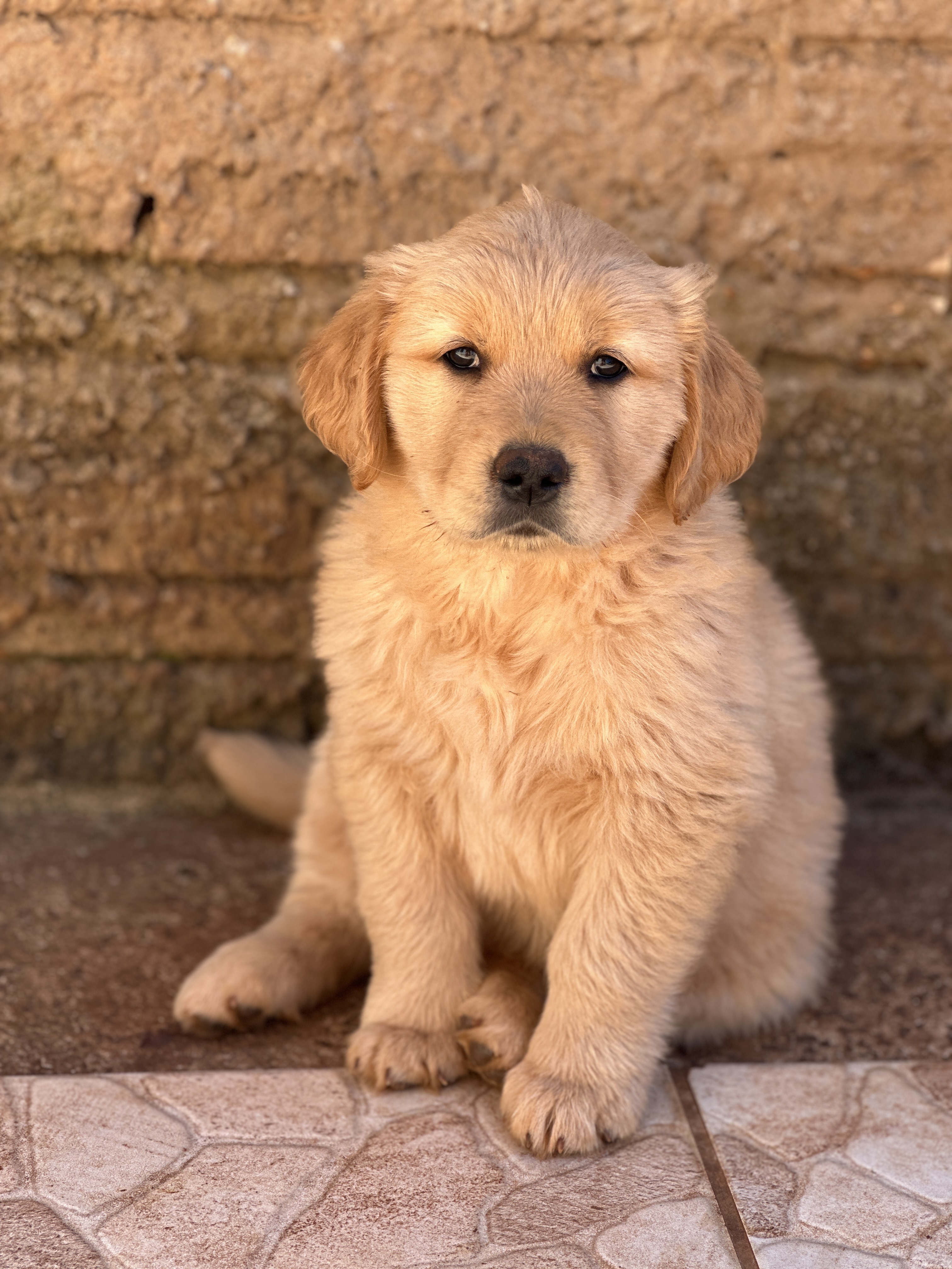 Portal Vendocão Filhote de golden retriever  Laranjeiras do Sul- PR