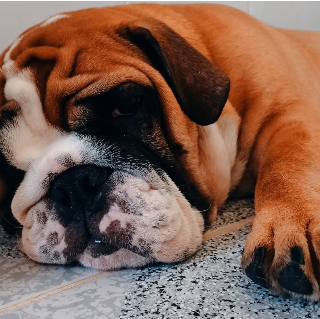 Portal Vendocão Vendo Bulldog Inglês Macho  PEDRO OSÓRIO
