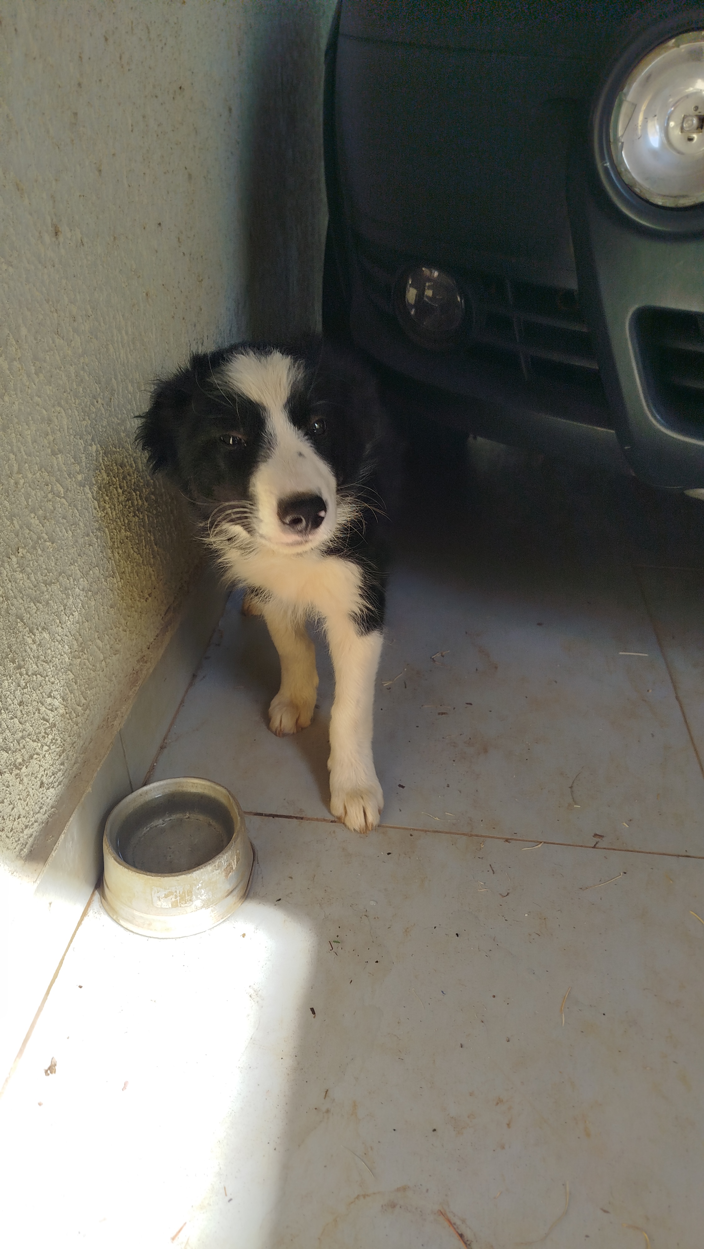 Portal Vendocão Filhote Border Collie Aparecida de Goiânia 