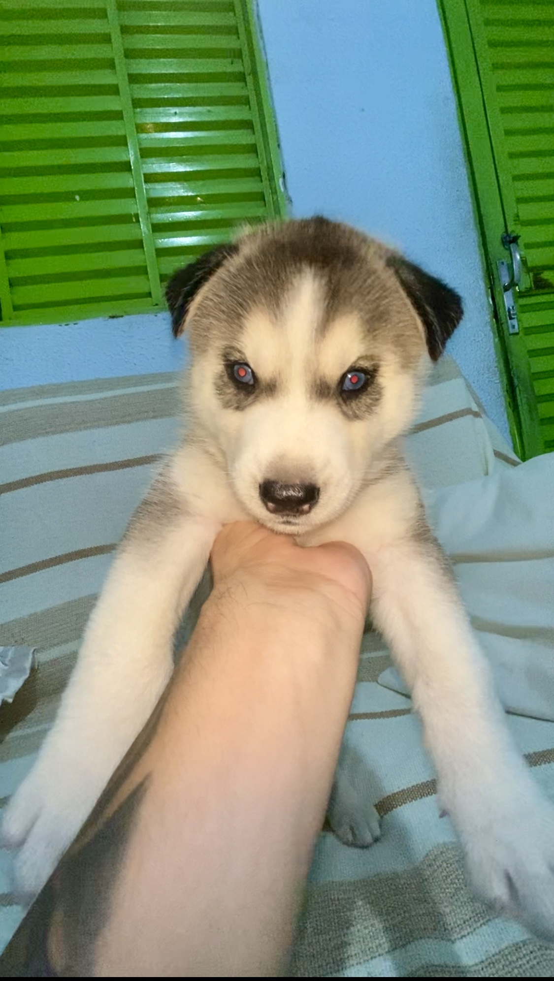 Portal Vendocão Husky siberiano  Maceió