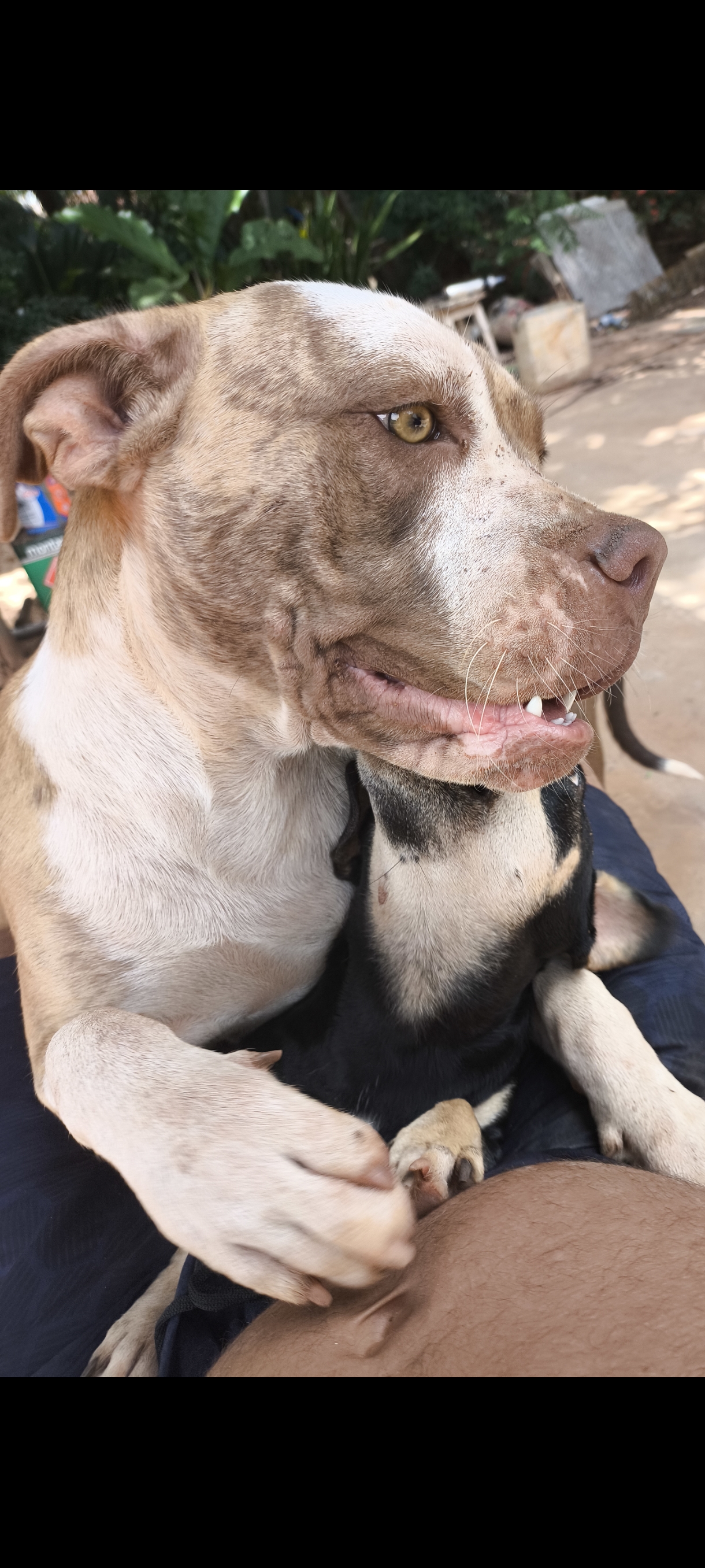 Portal Vendocão BULDOGUE CAMPEIRO COM FILA  CAMPO GRANDE
