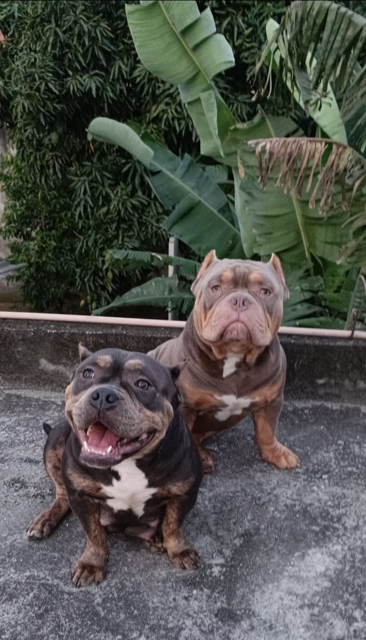 EXOTIC BULLY A VENDA - Foto 5