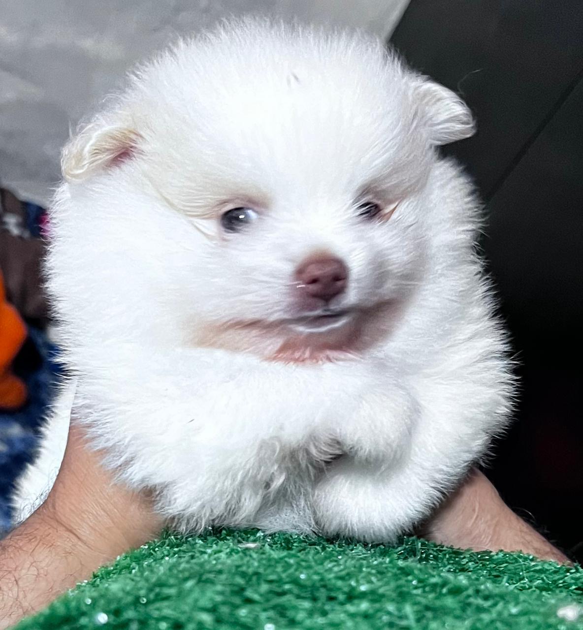 Portal Vendocão FILHOTES DE LULU-DA-POMERÂNIA DISPONÍVEIS Feira de Santana 