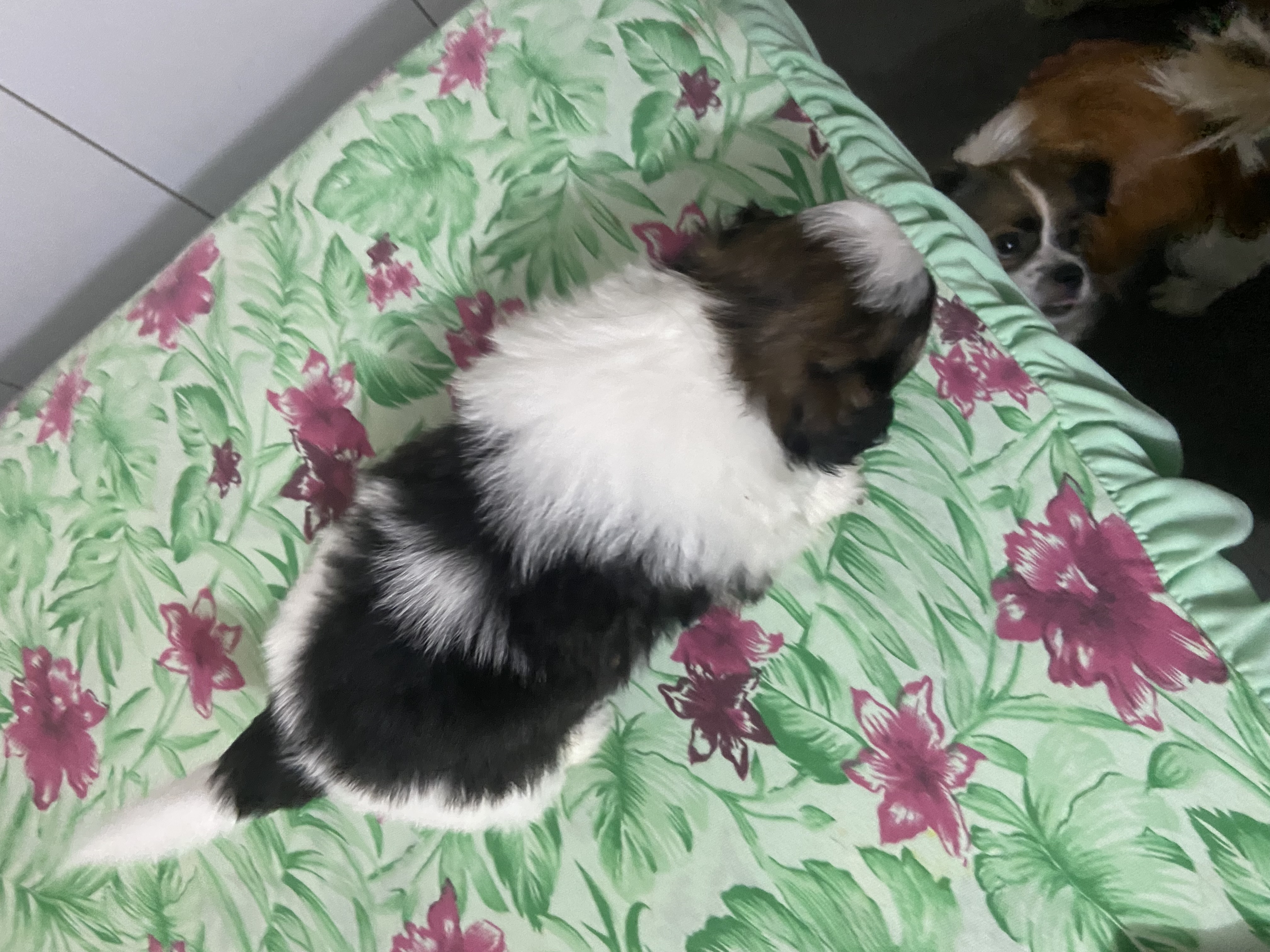 Portal Vendocão Vendo filhotes Varjão 