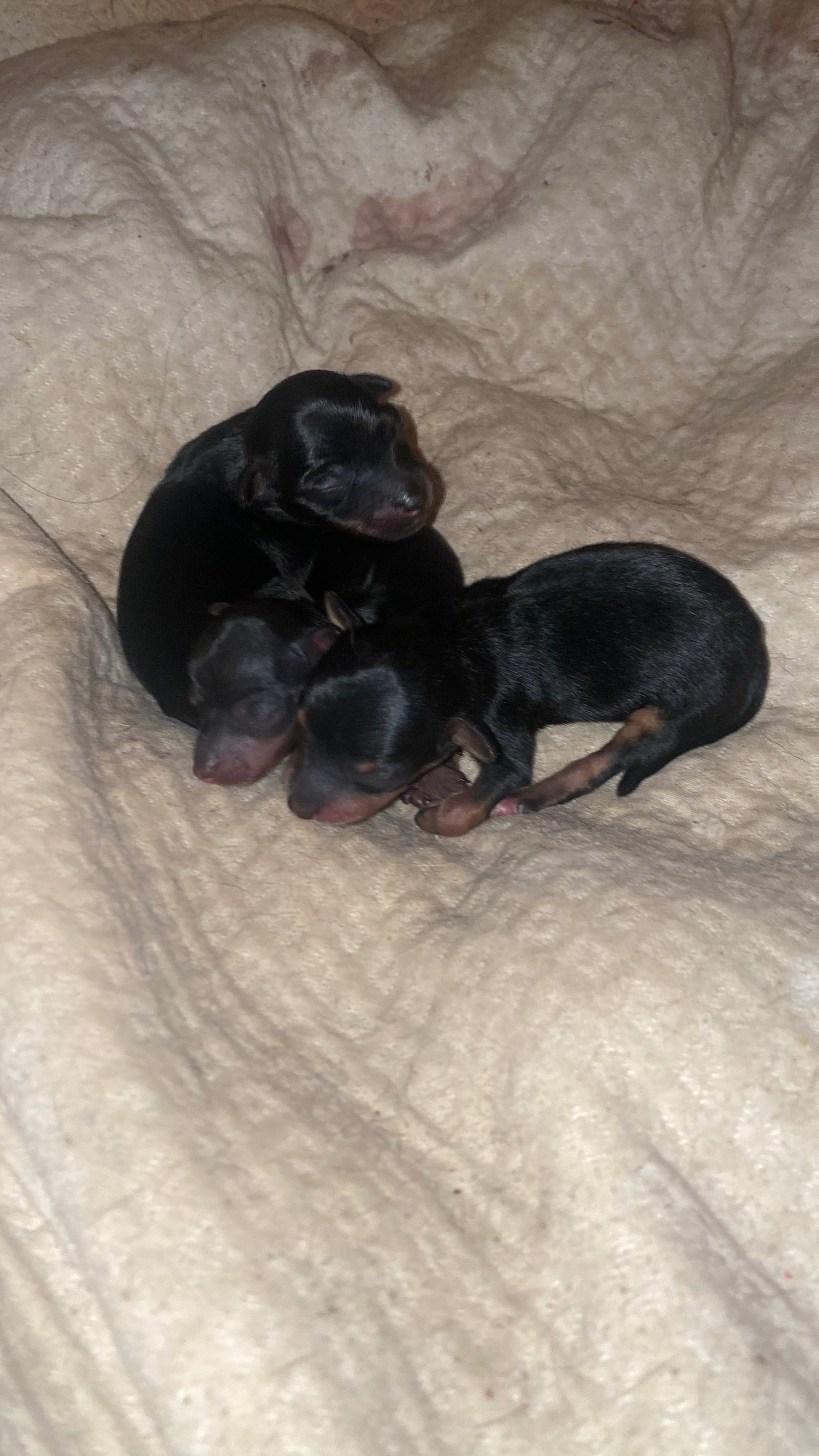 Pinsher  - Foto 4