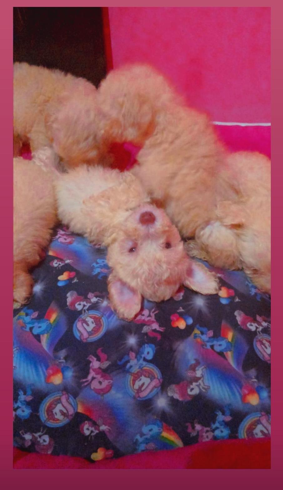 Filhotes Poodle macho - Foto 1