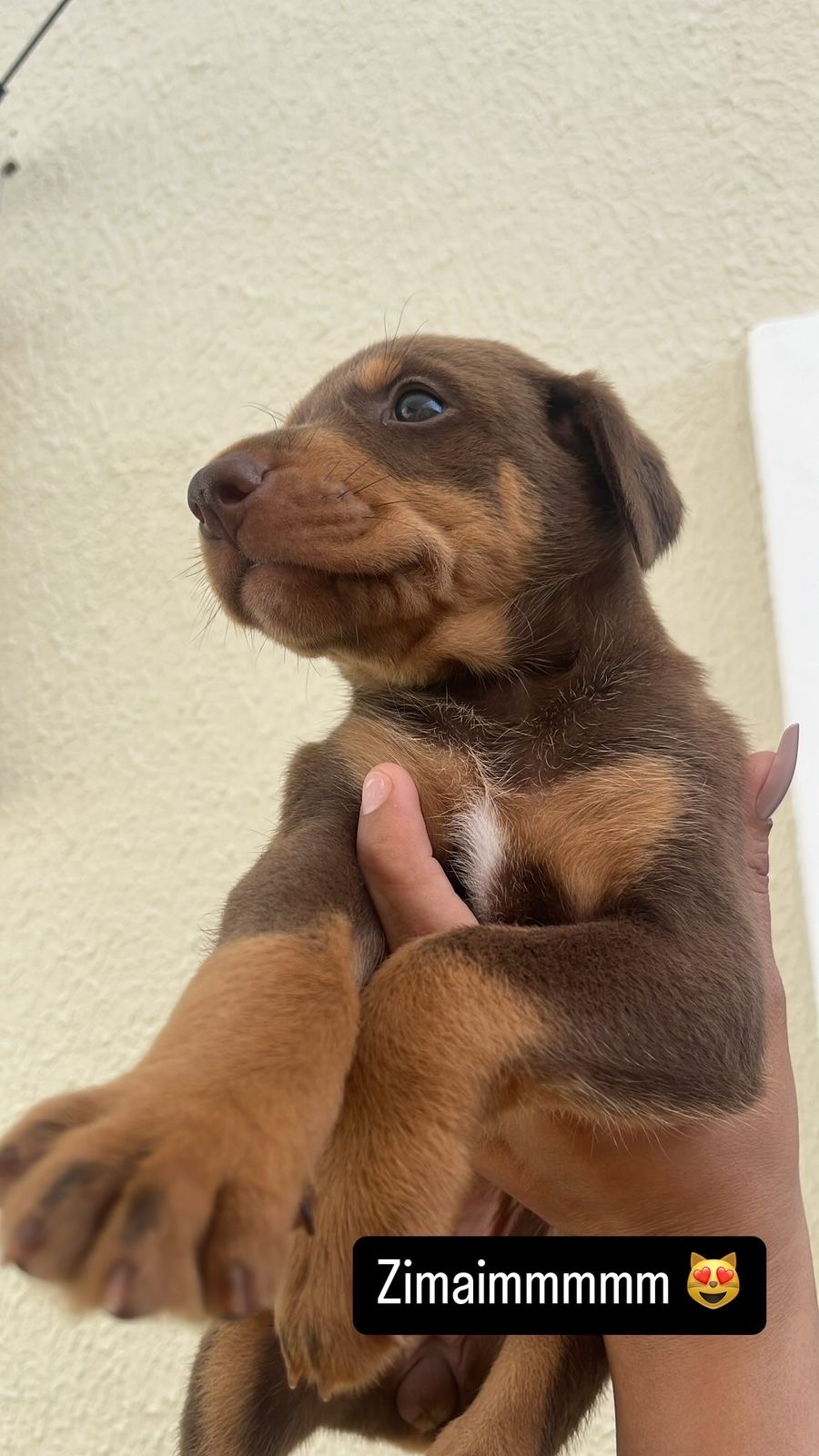 Portal Vendocão Filhote Doberman  São luis