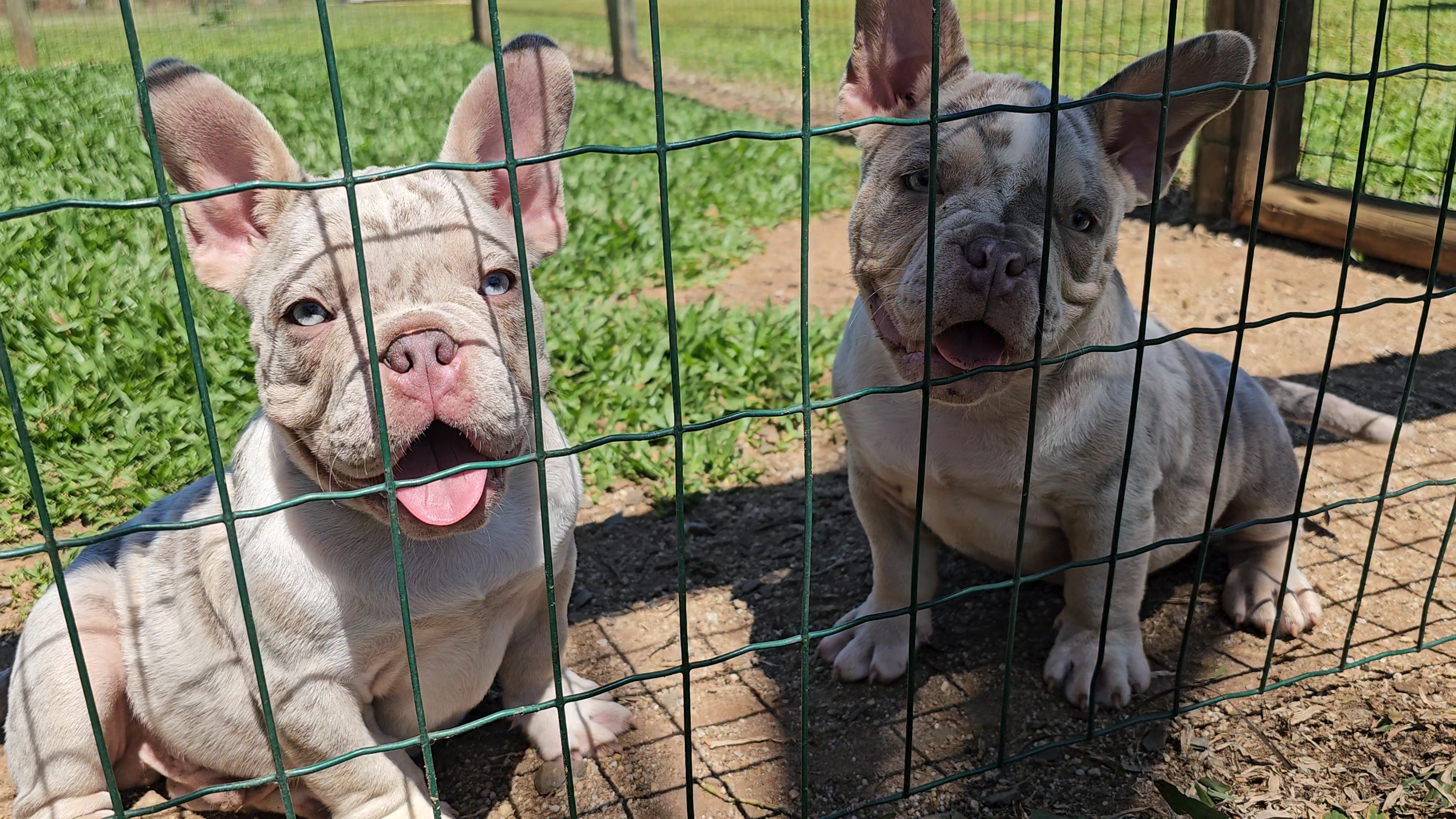 Portal Vendocão American bully /Exotic bully Torres