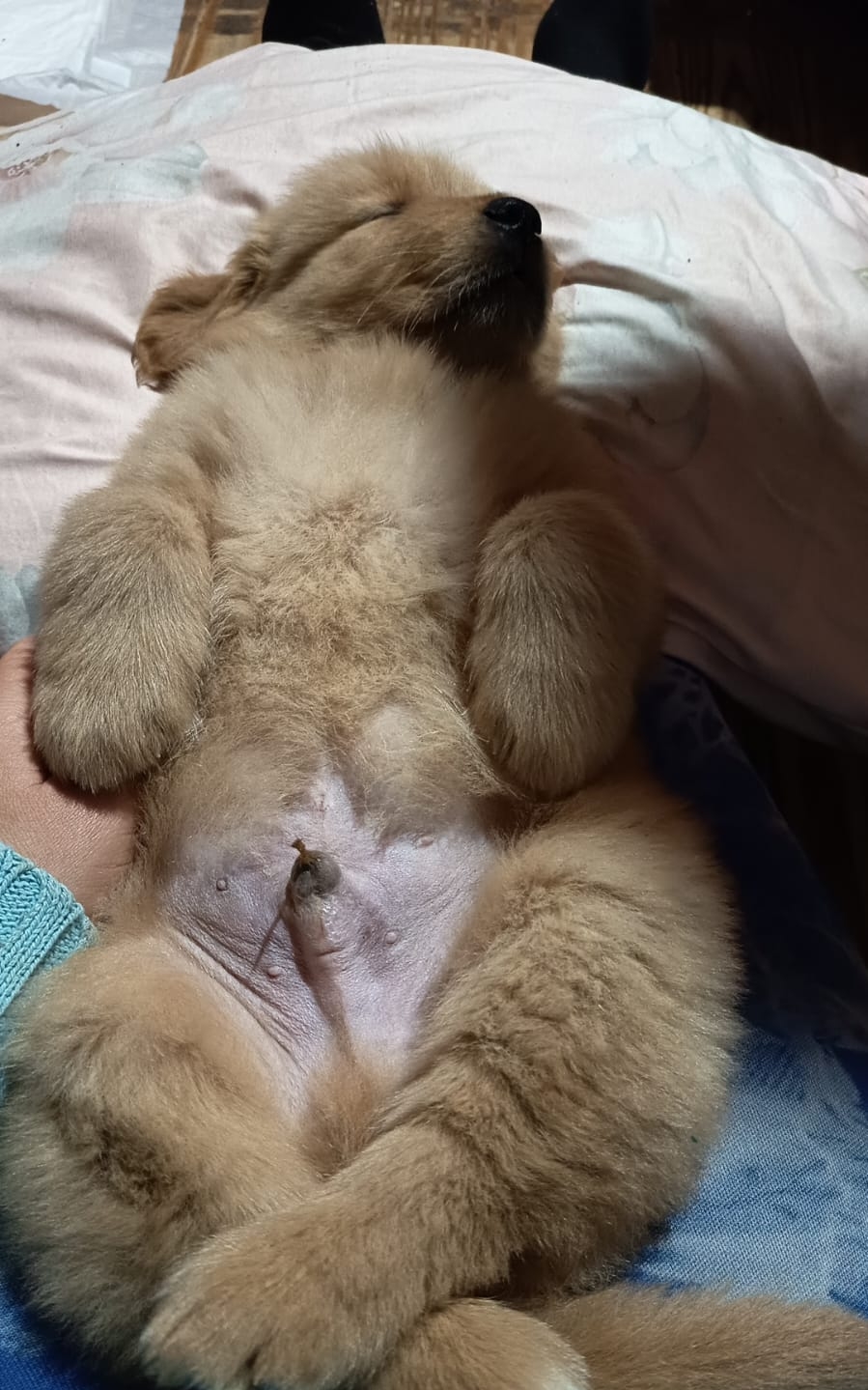 GOLDEN RETRIEVER. Últimos filhotes, lindos machinhos! - Foto 3