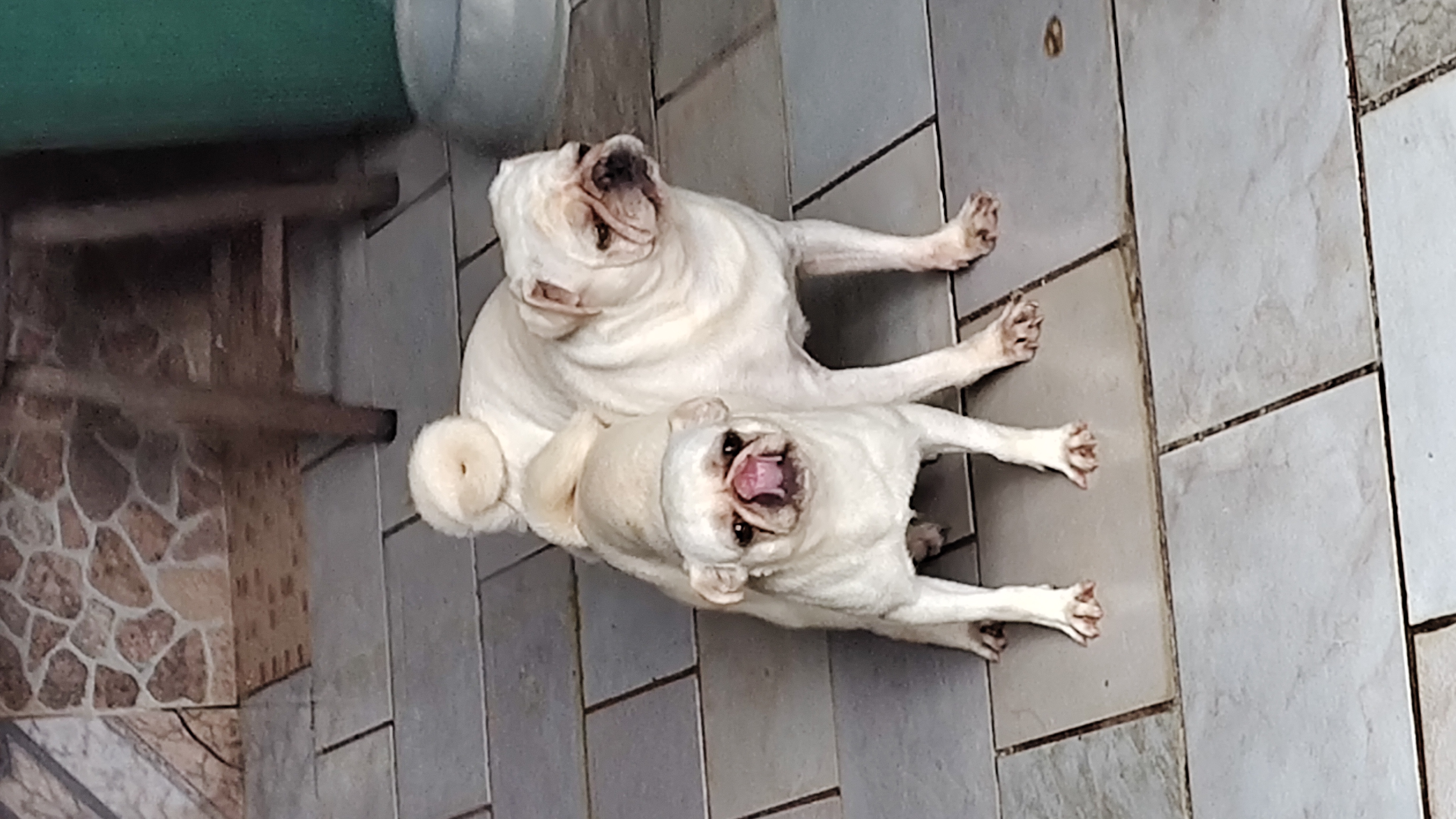 Portal Vendocão Pugs brancos  Joinville