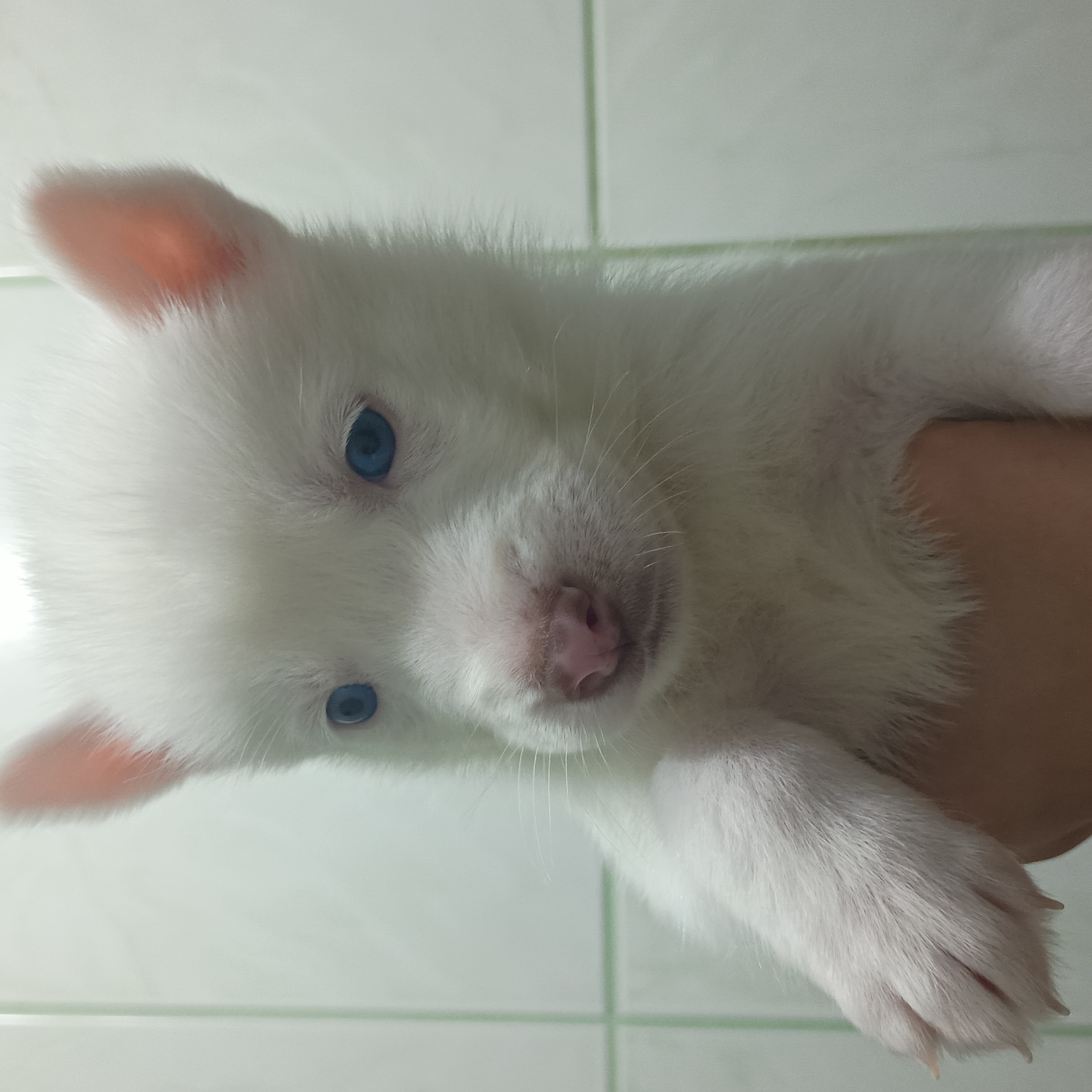 Portal Vendocão Vendo filhotes de husky siberiano  Porto Alegre