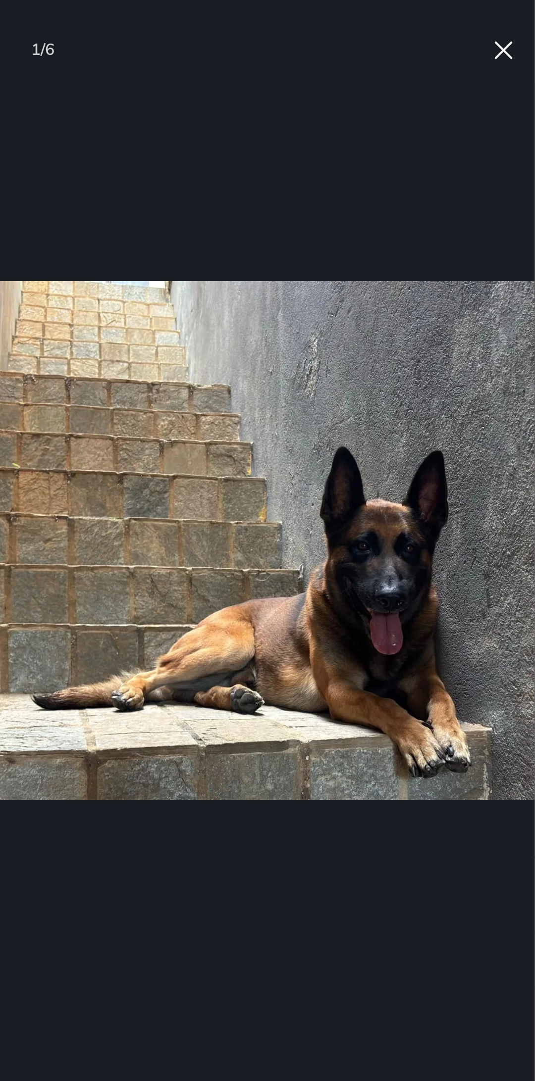 Portal Vendocão Pastor Belga Malinois / Alemão  Belo Horizonte 