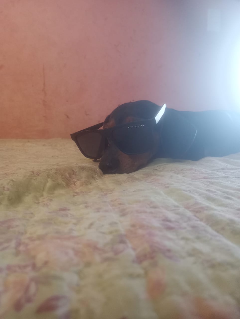 Portal Vendocão Vendo um cachorro dócil e muito amigão, um salsinha. São Luís