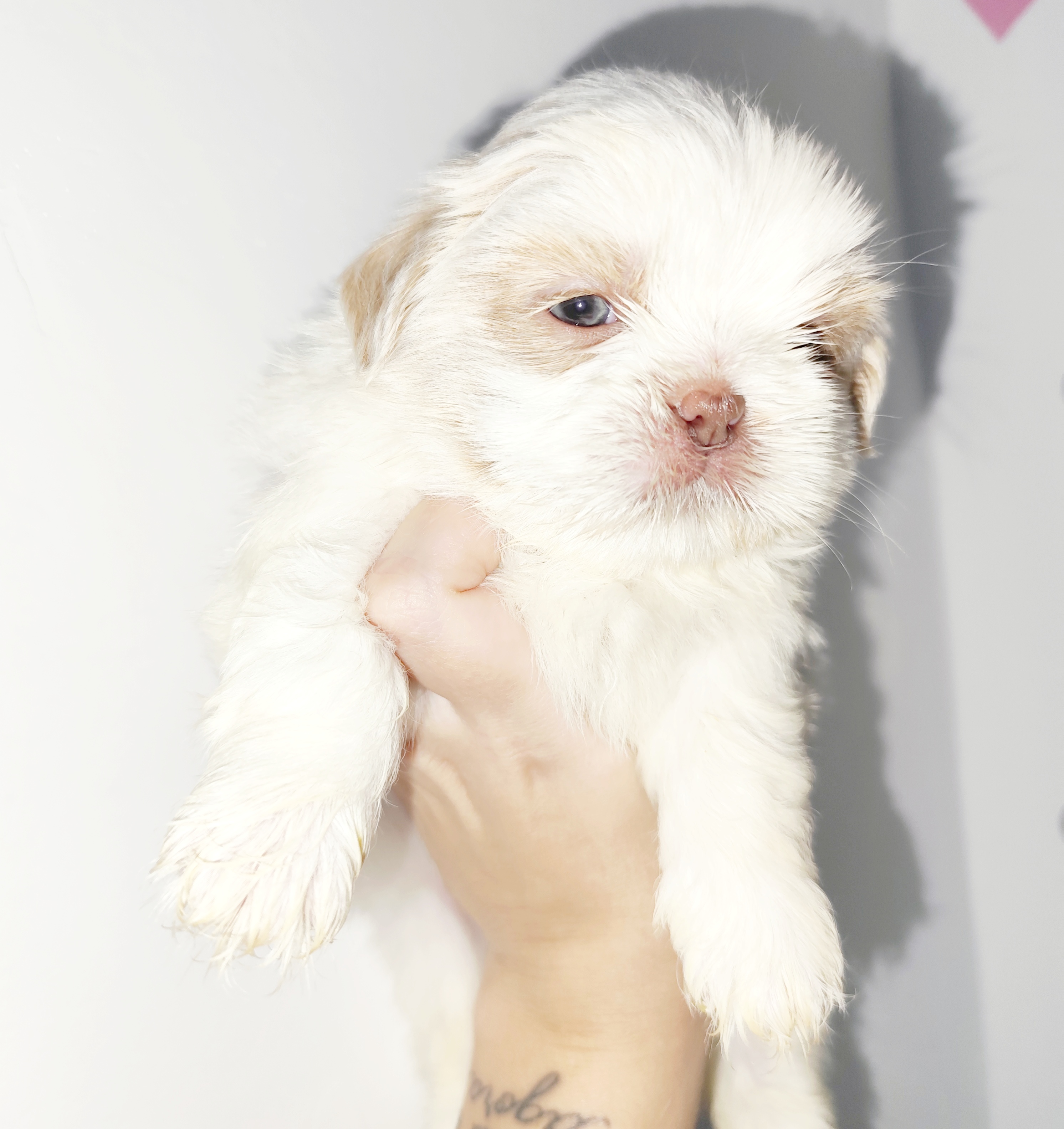 Portal Vendocão Macho Shih Tzu branco com areia  São Gonçalo 
