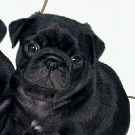 FILHOTE PUG FÊMEA