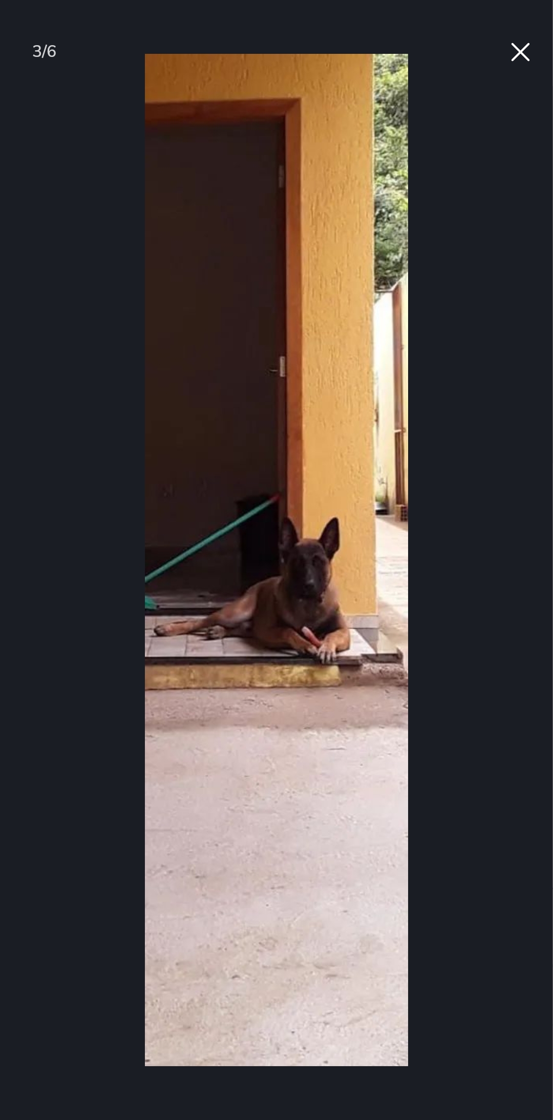 Portal Vendocão Pastor Belga Malinois / Alemão  Belo Horizonte 