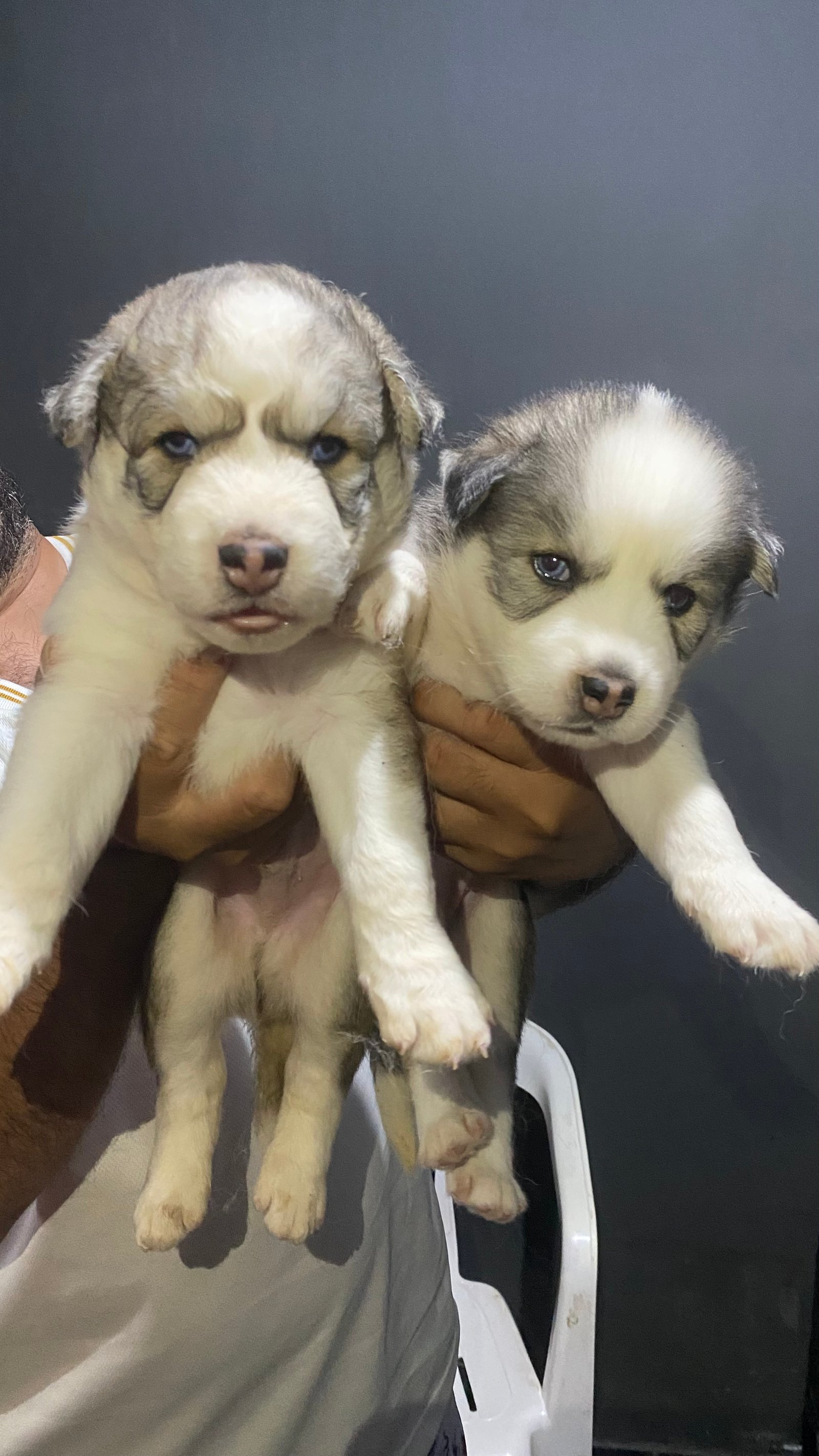 Husky Siberiano - Foto 1