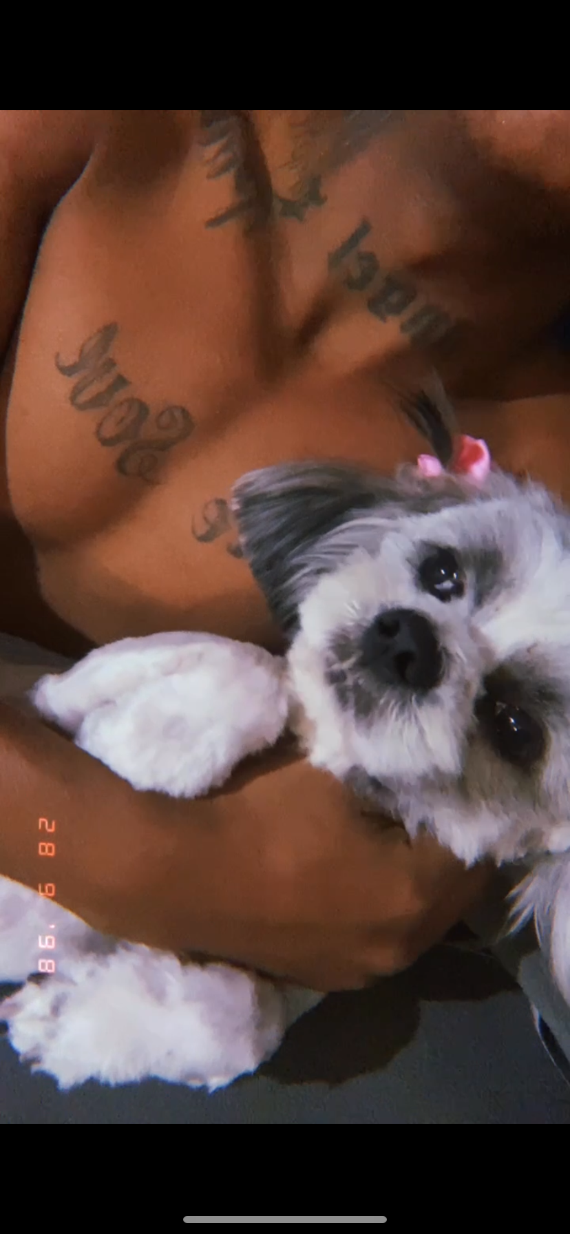 Filhotes de Shih tzu