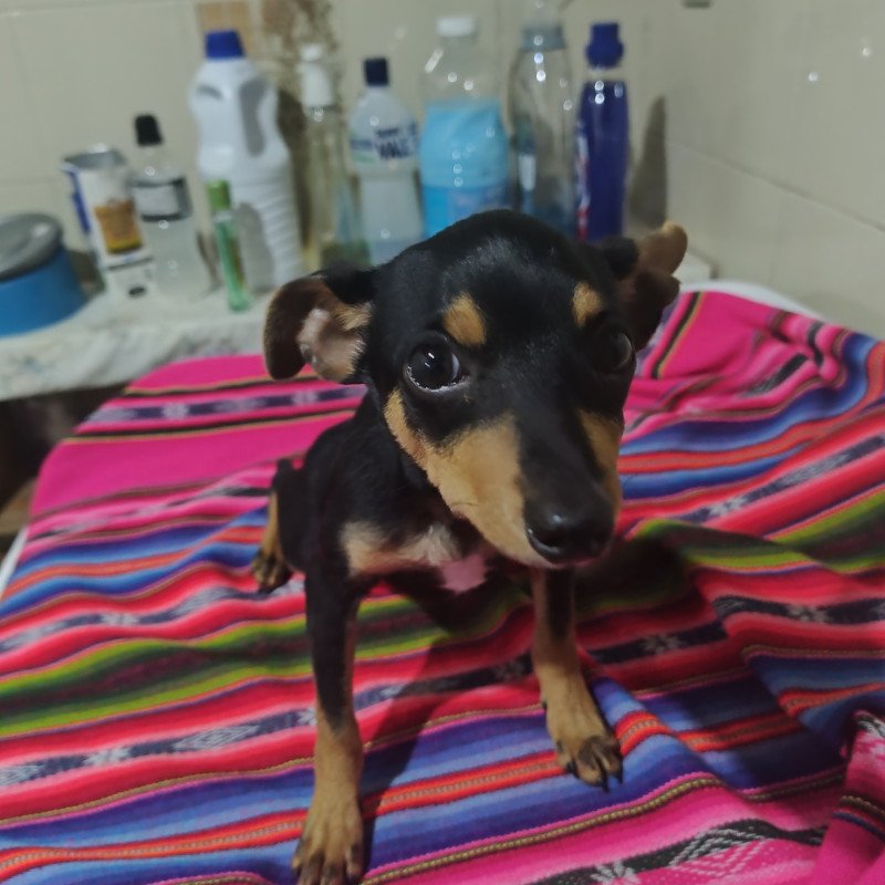 Vende-se pinther - Foto 1