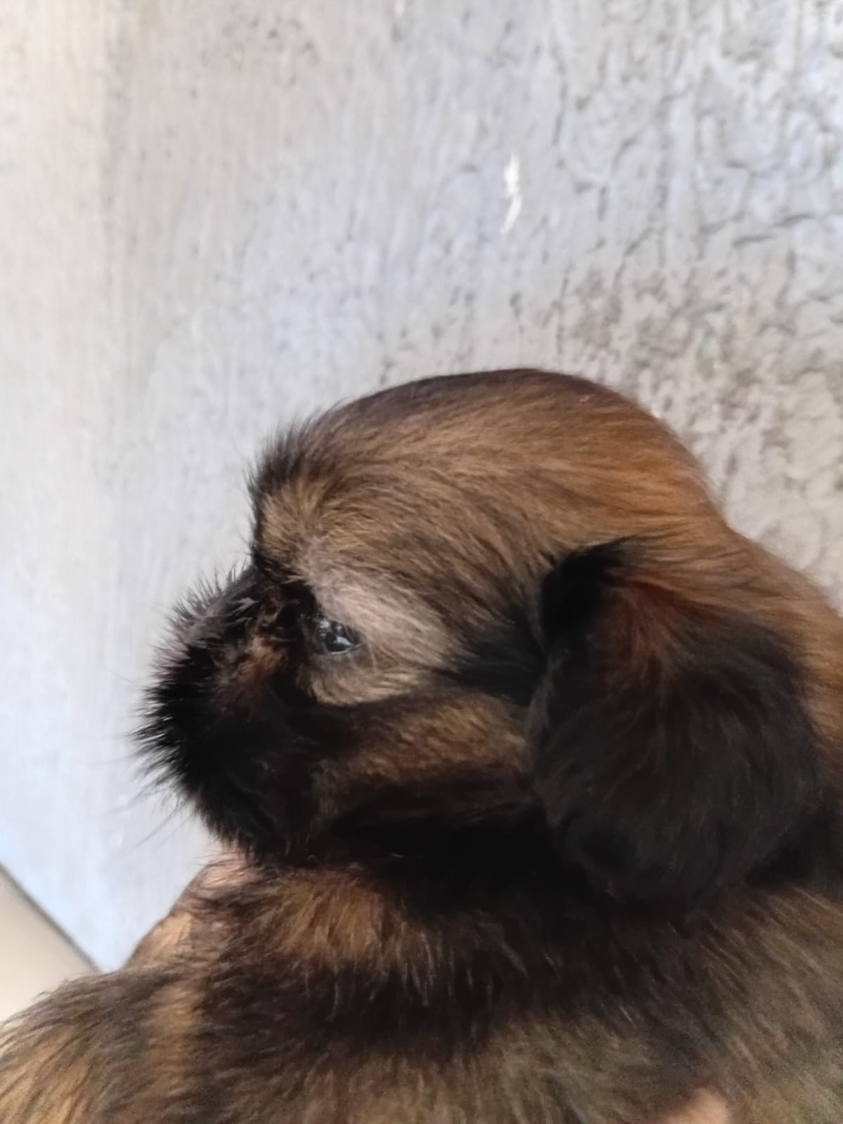 Filhotes shih Tzu  - Foto 2