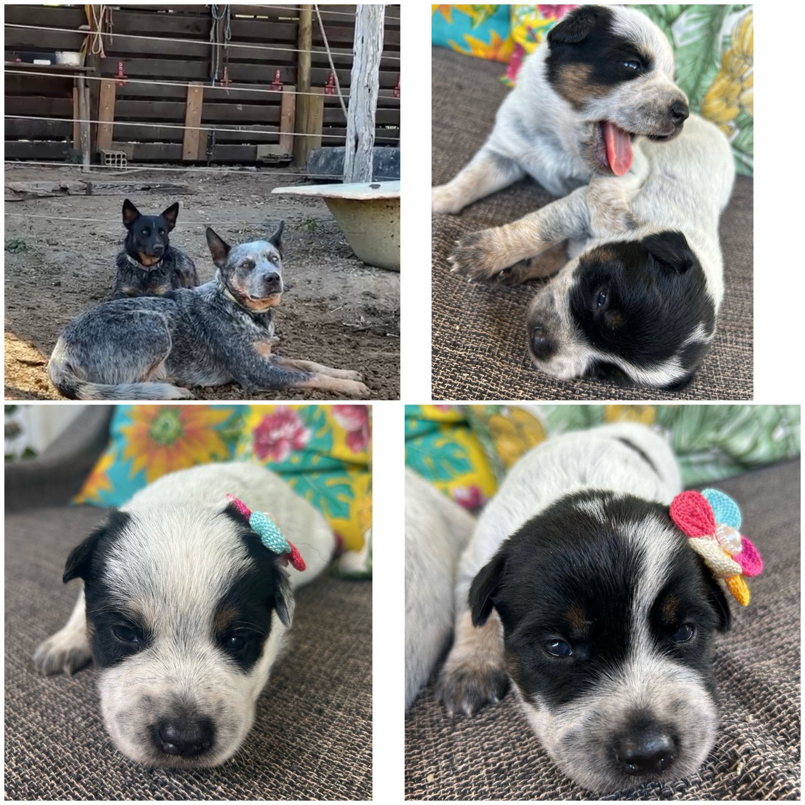 Blue Heeler 