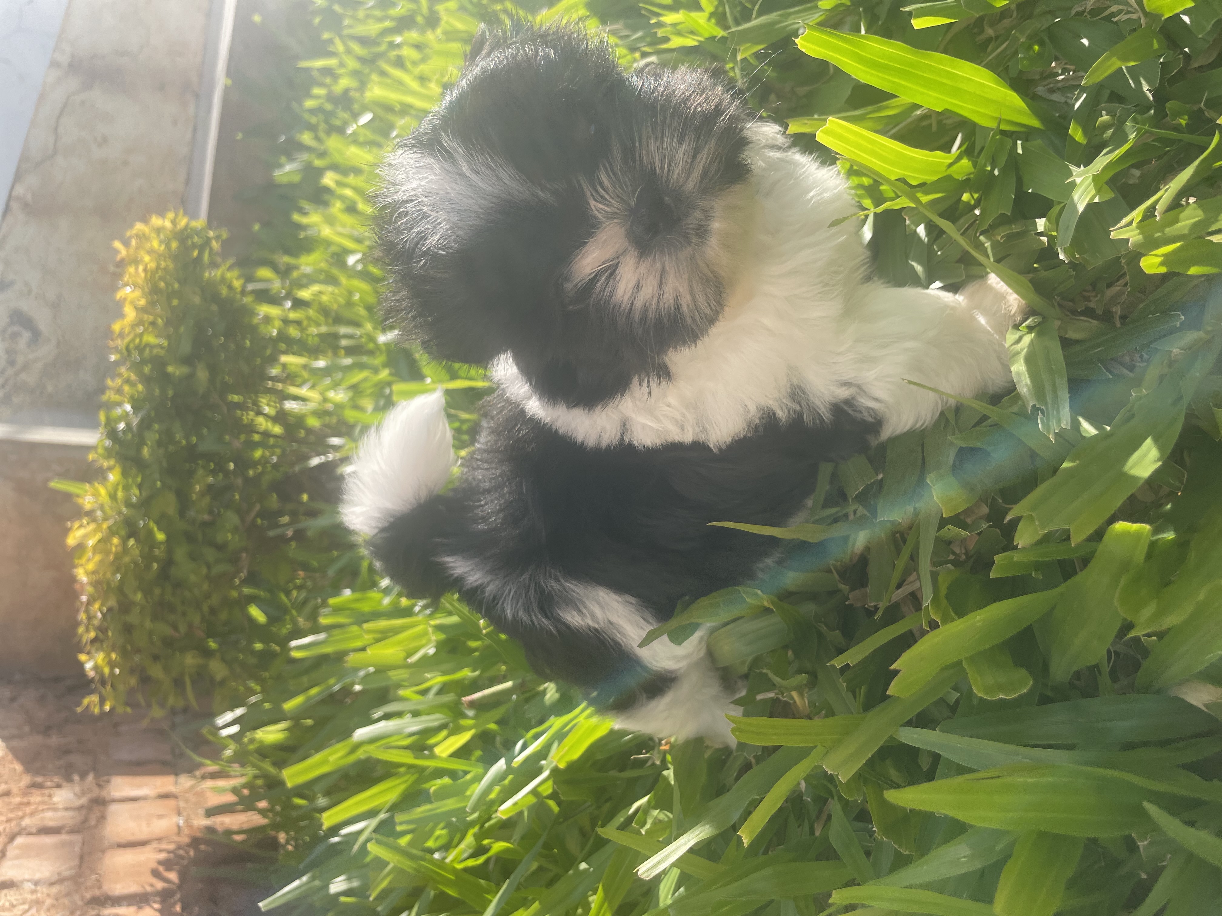 Filhote Shih tzu  - Foto 2