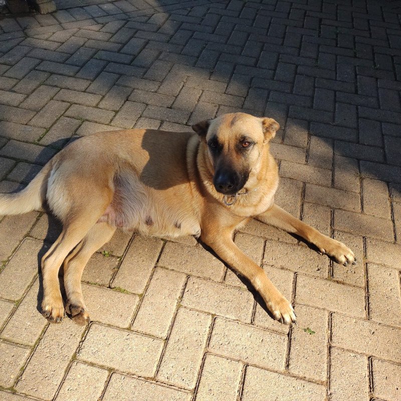 Lindos filhotes de Pastor Belga Malinois
